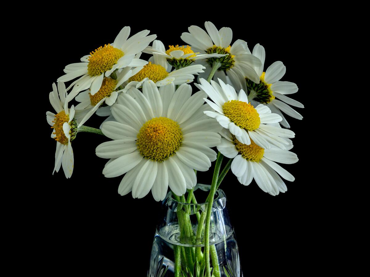 a bouquet of daisies