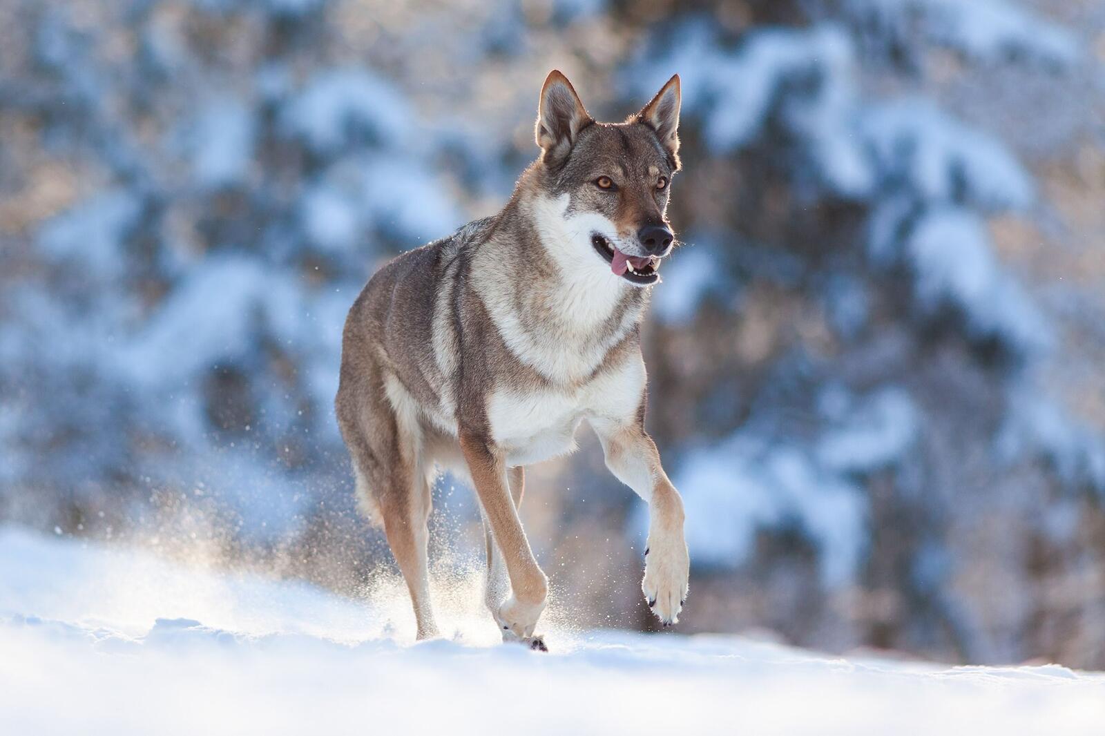Бесплатное фото Скачать заставку волк, животное