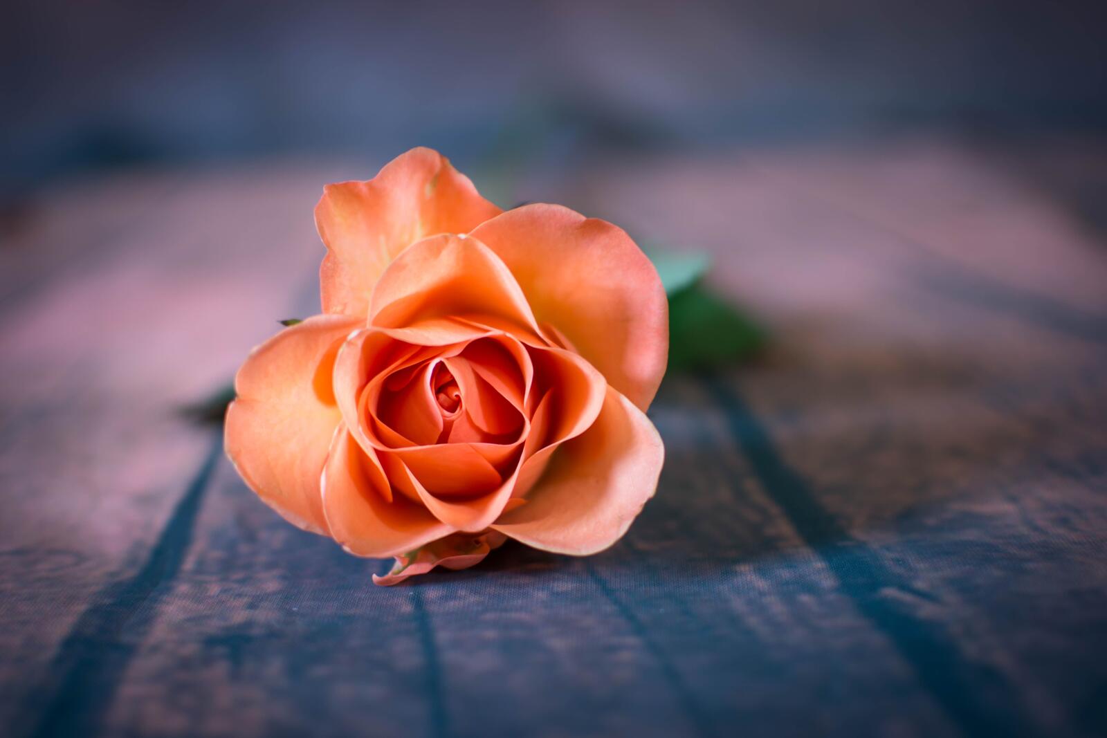 Обои флора цветок красная роза на рабочий стол