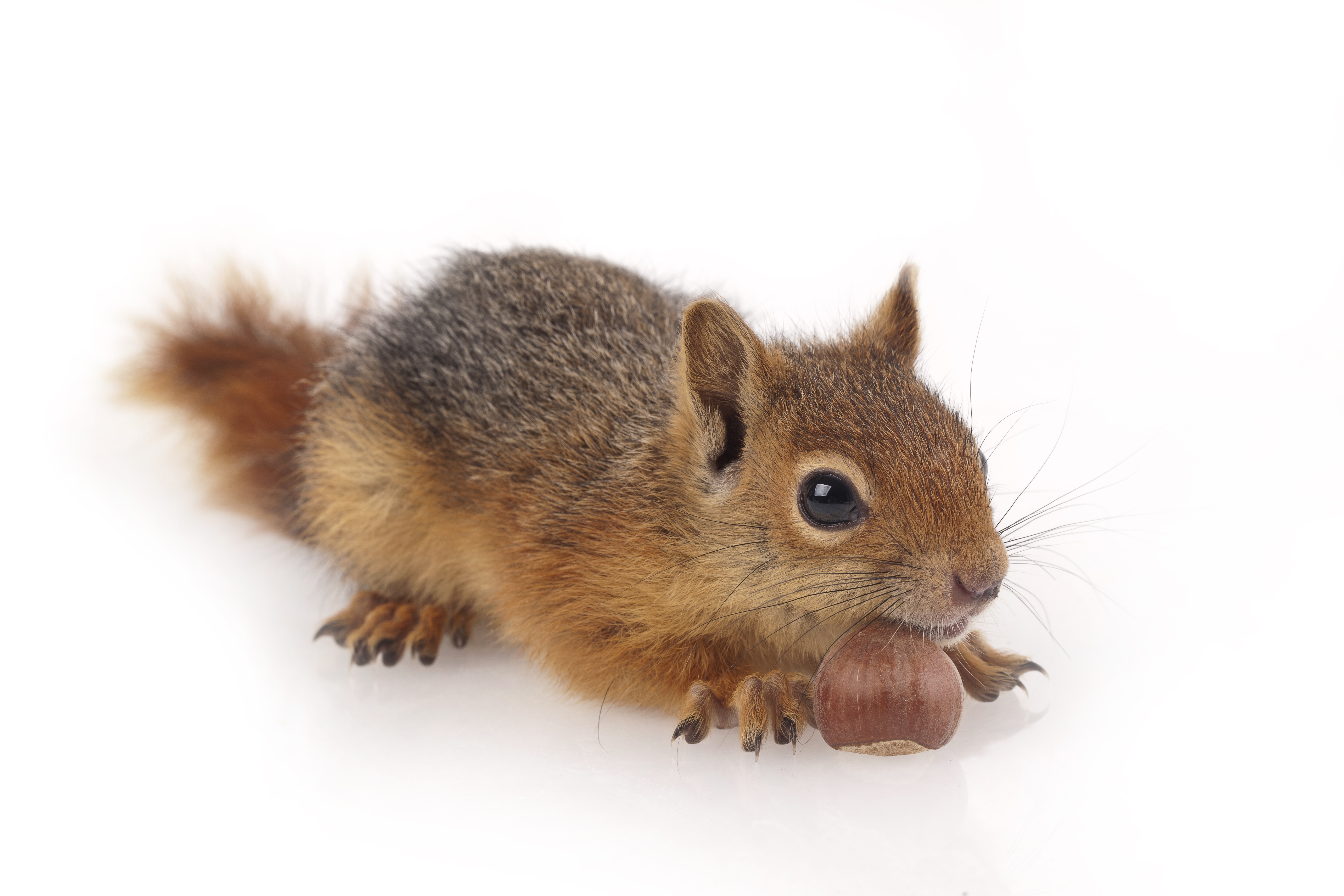 Wallpapers animal squirrels nuts on the desktop