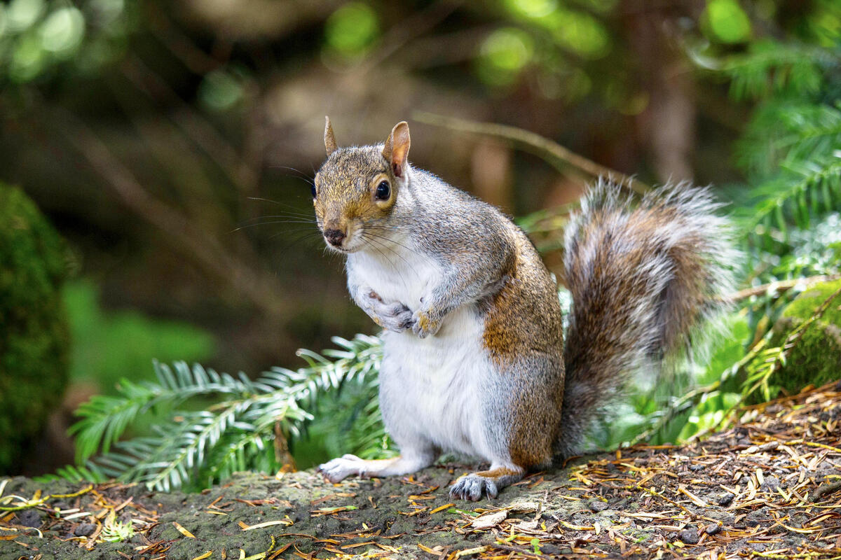 Free opinion, download the squirrel photo