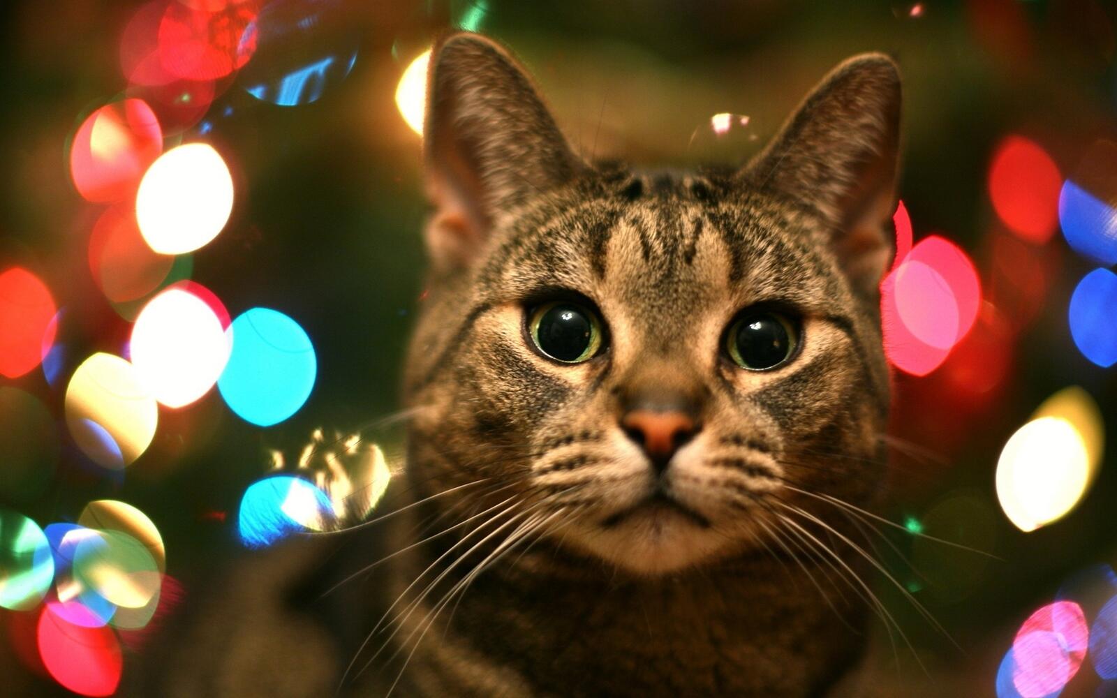 Wallpapers cat eyes christmas on the desktop