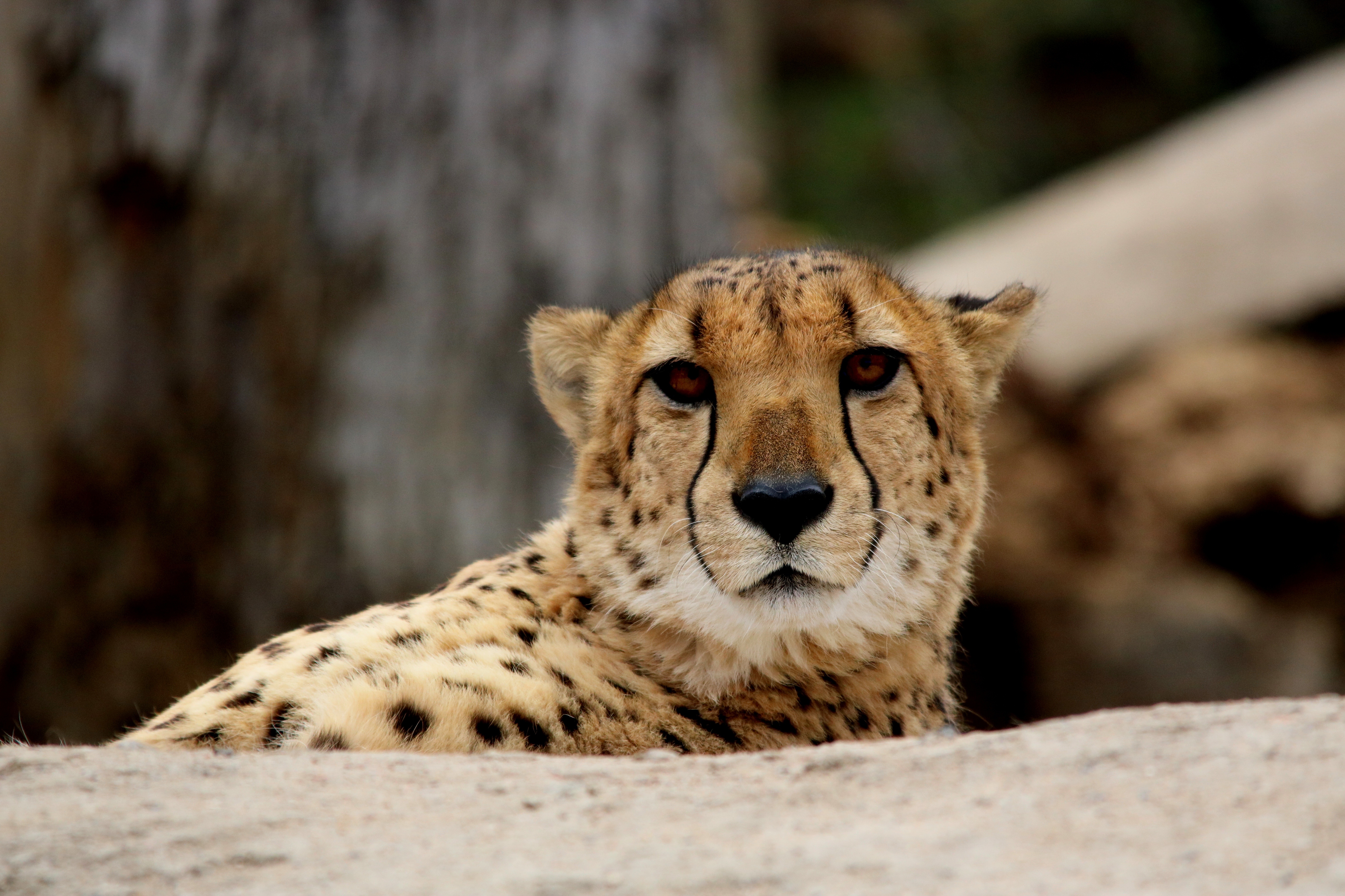 Photo free cheetah, predator, muzzle
