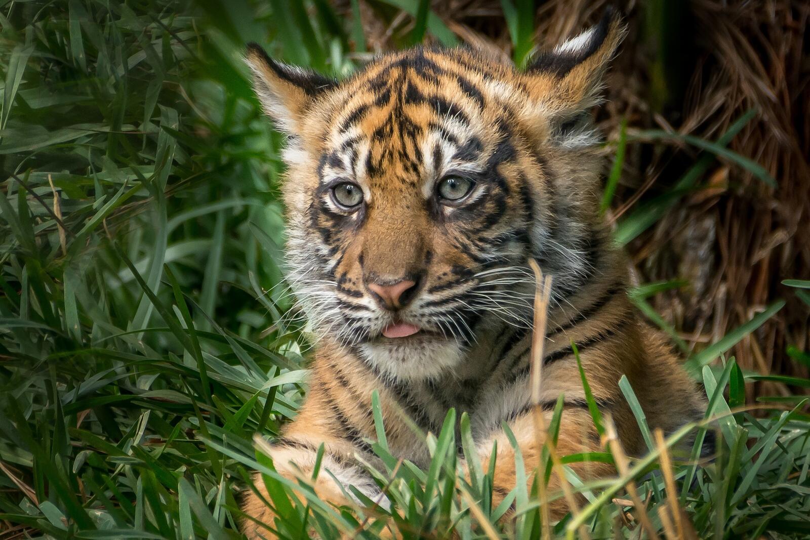 Wallpapers the tiger cub cute predator on the desktop