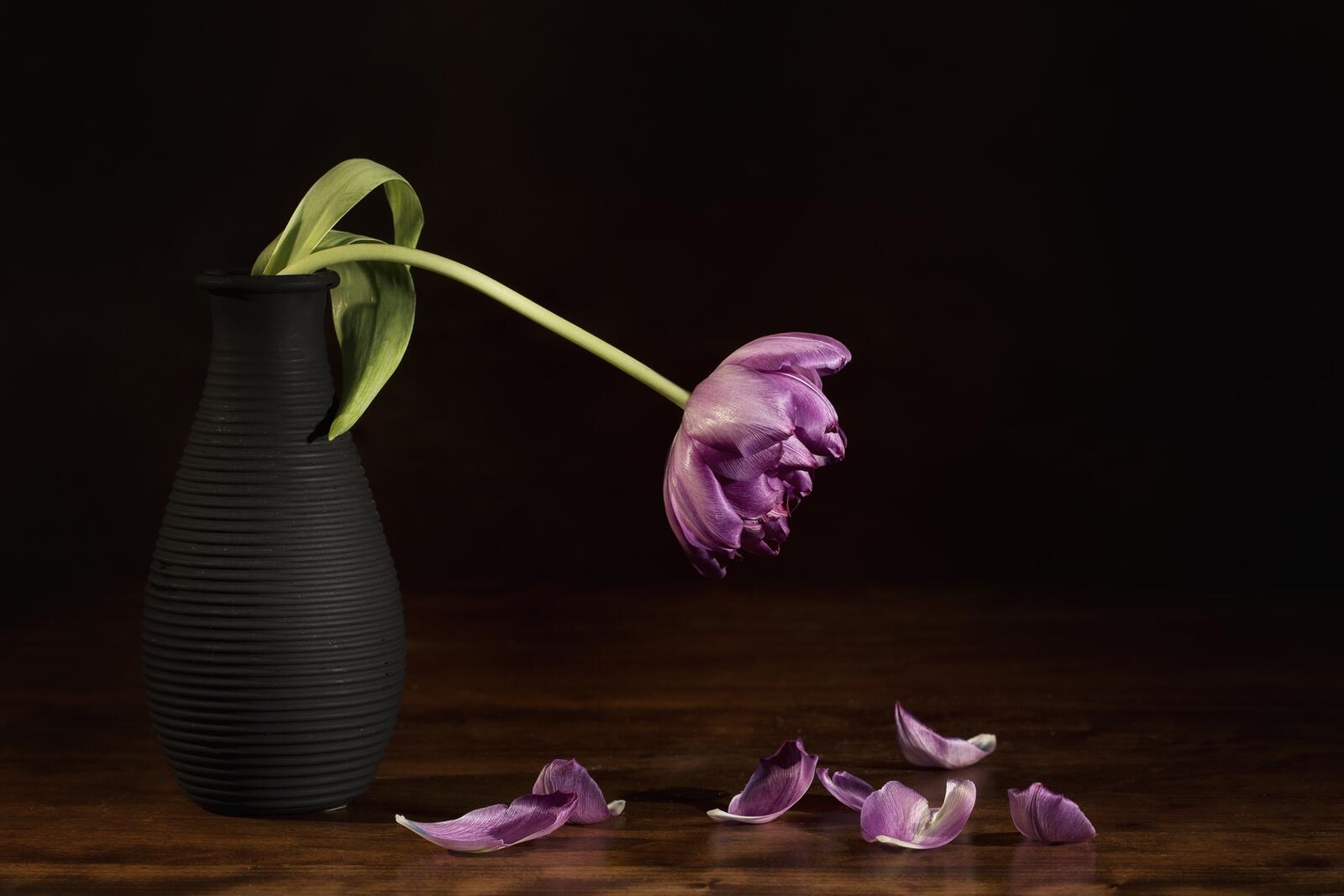 Обои природа цветок фиолетовый на рабочий стол