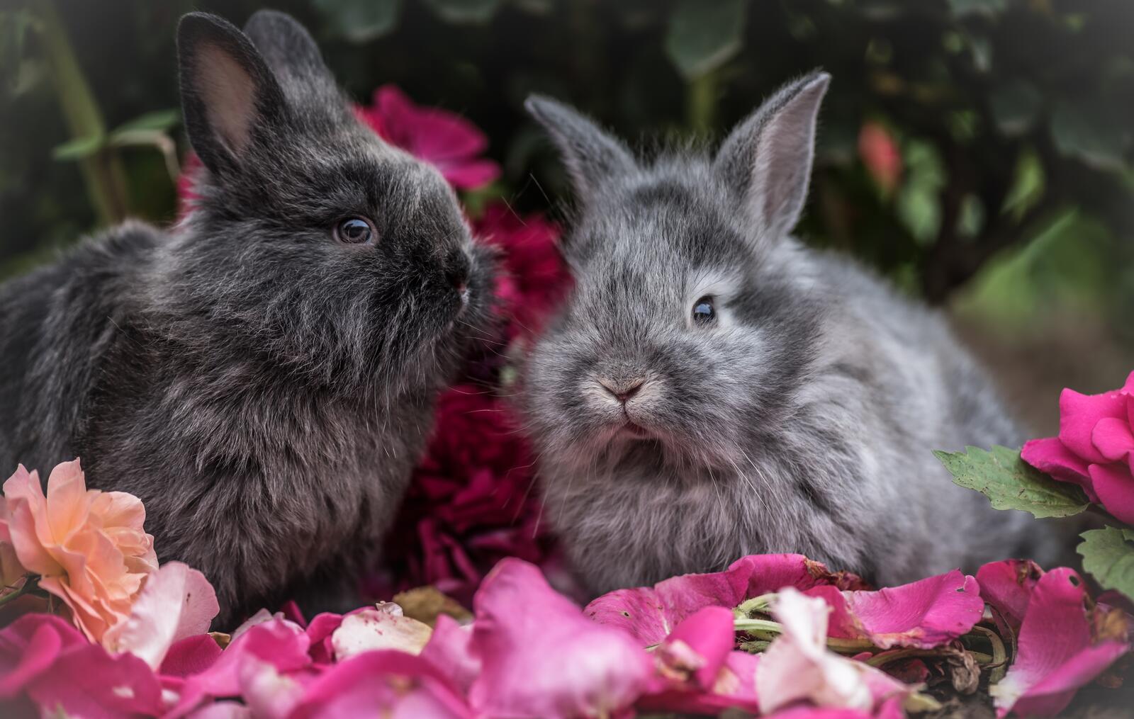 Wallpapers rabbits fluffy flowers on the desktop