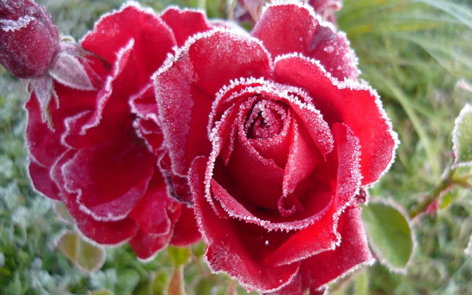 Wallpapers roses flowers frost on the desktop