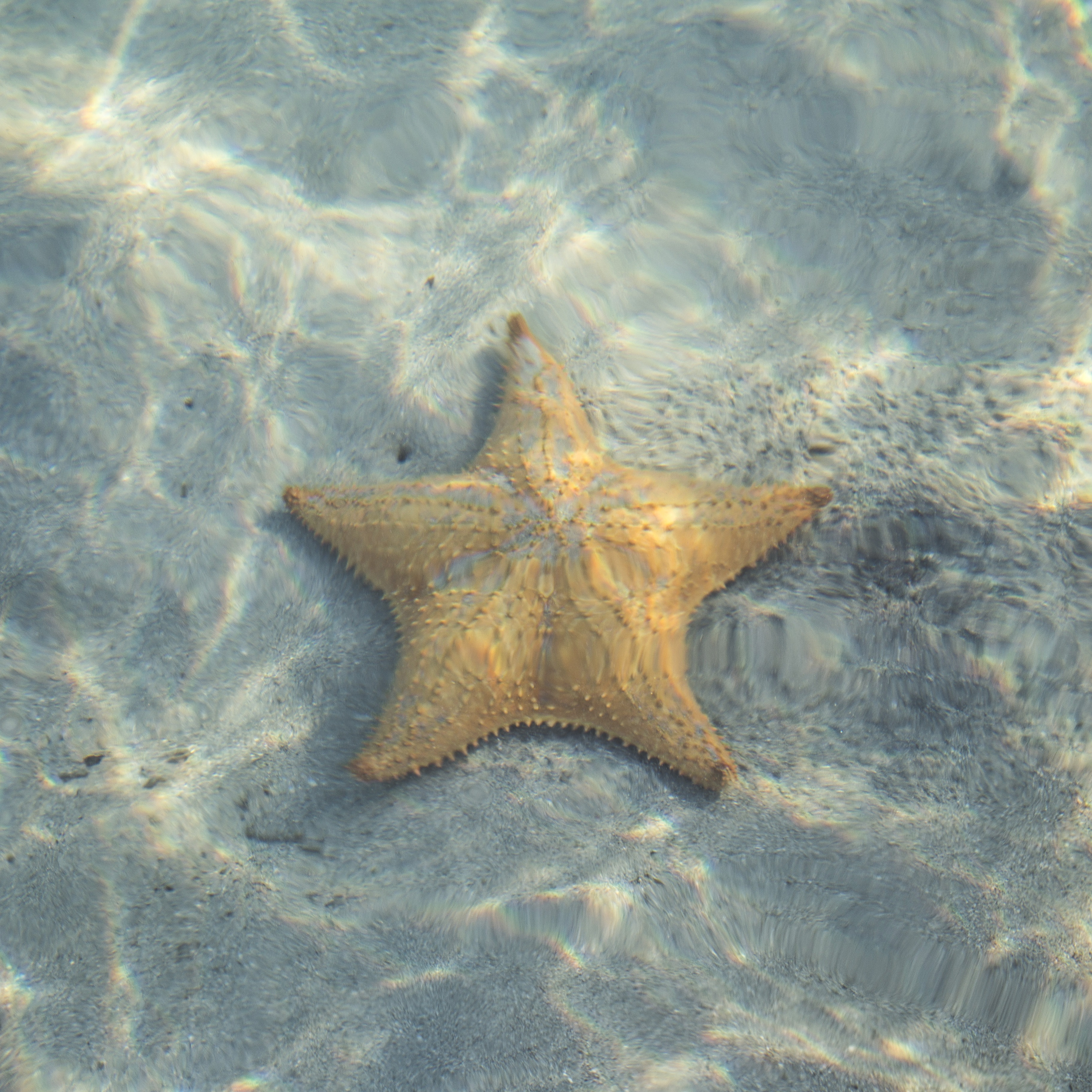 Фото бесплатно песок, экзотические, биология моря