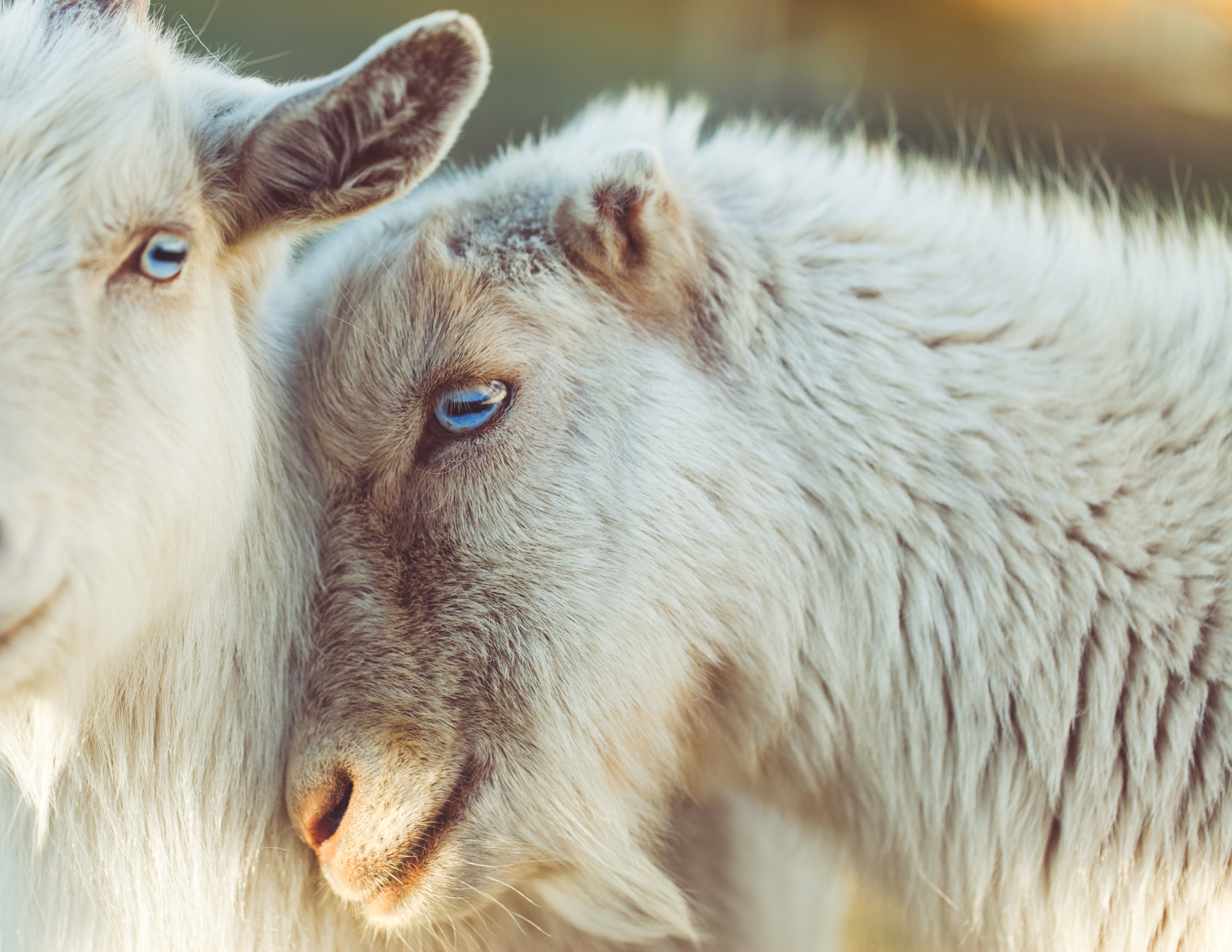 Фото бесплатно козы, пушистые, голубые глаза
