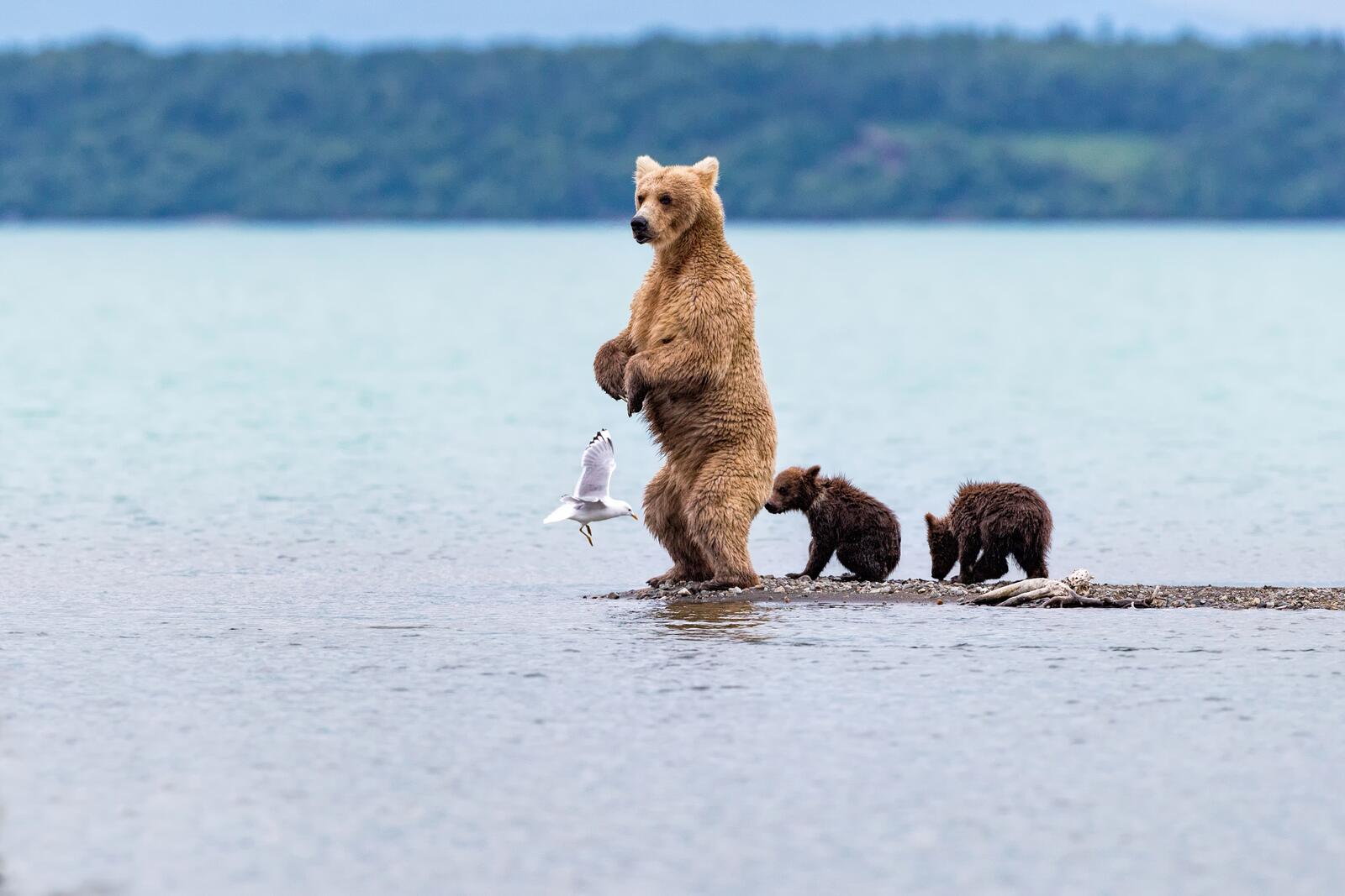 Free photo Bear and cubs