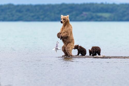 熊和小熊