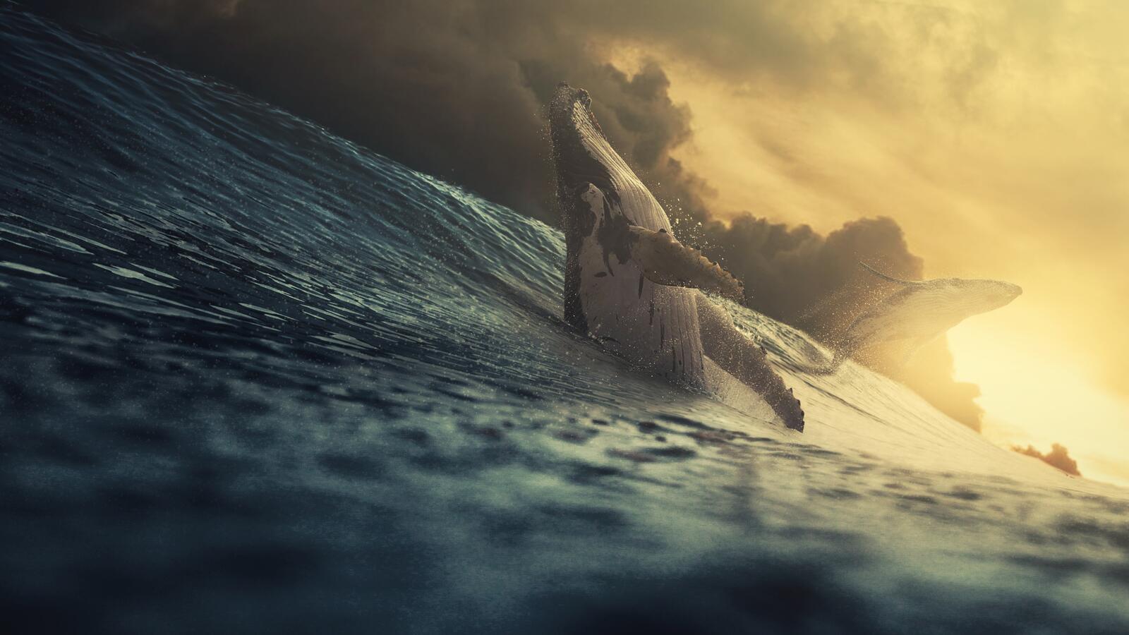 Wallpapers giant whale ocean sunlight on the desktop