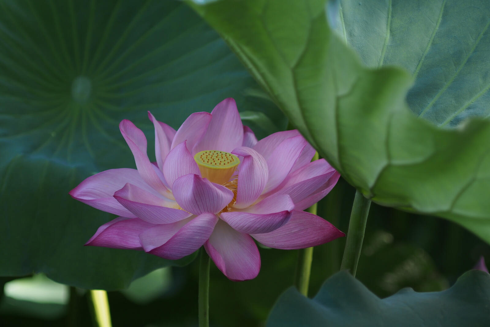 Free photo Lotus and lotus petals