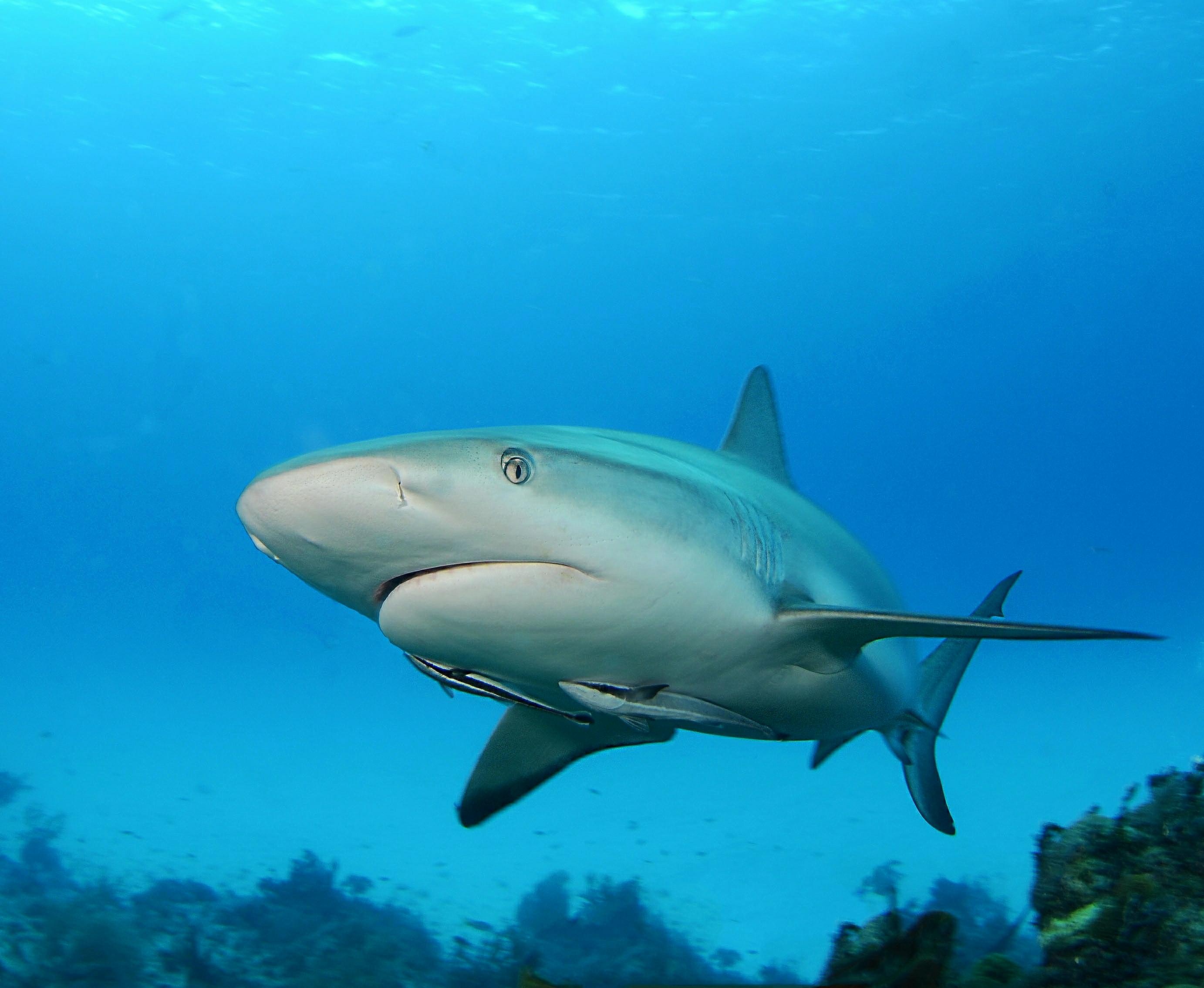 免费照片屏幕保护程序 海洋生物，桌面上的鲨鱼