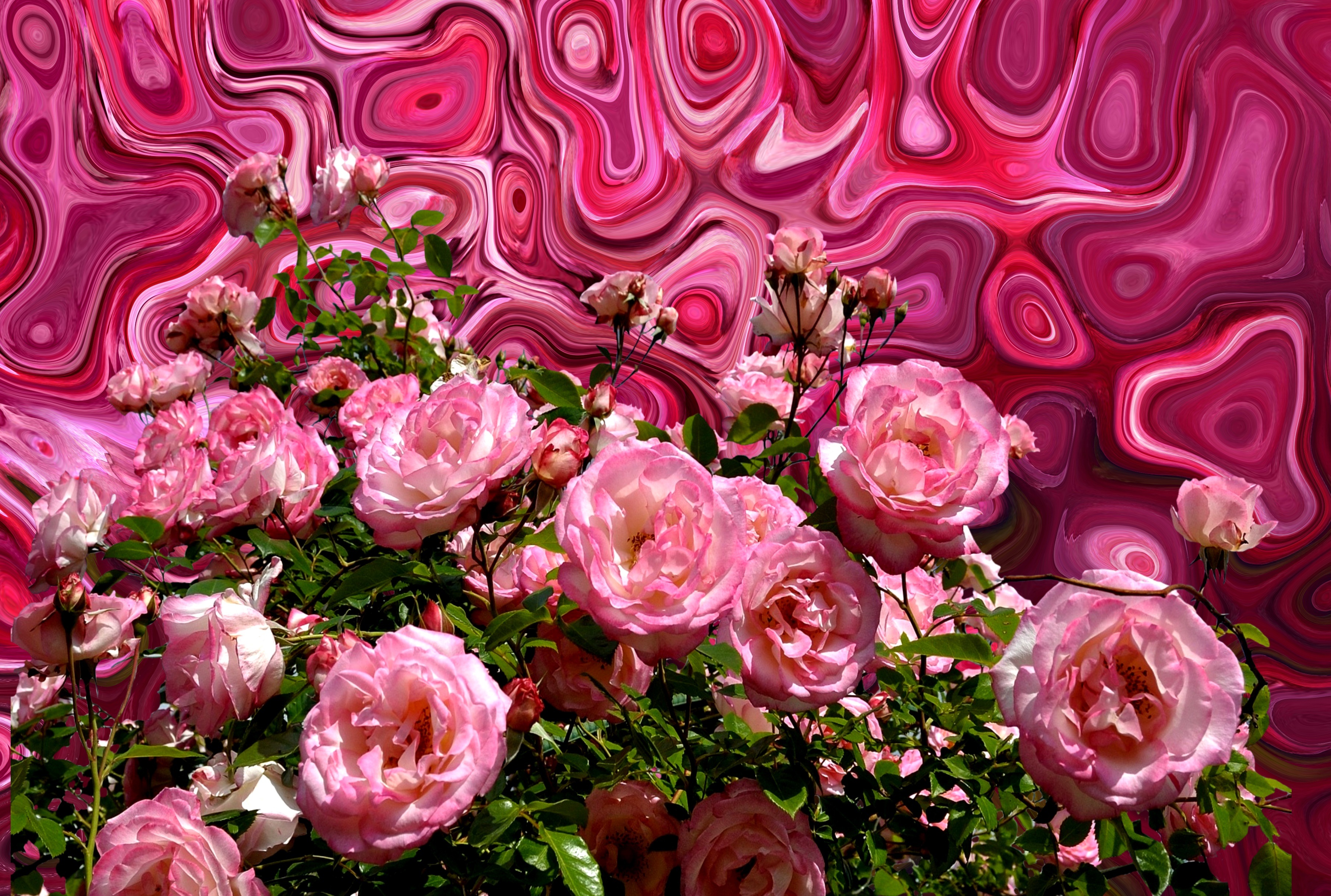 Wallpapers petals flower color on the desktop