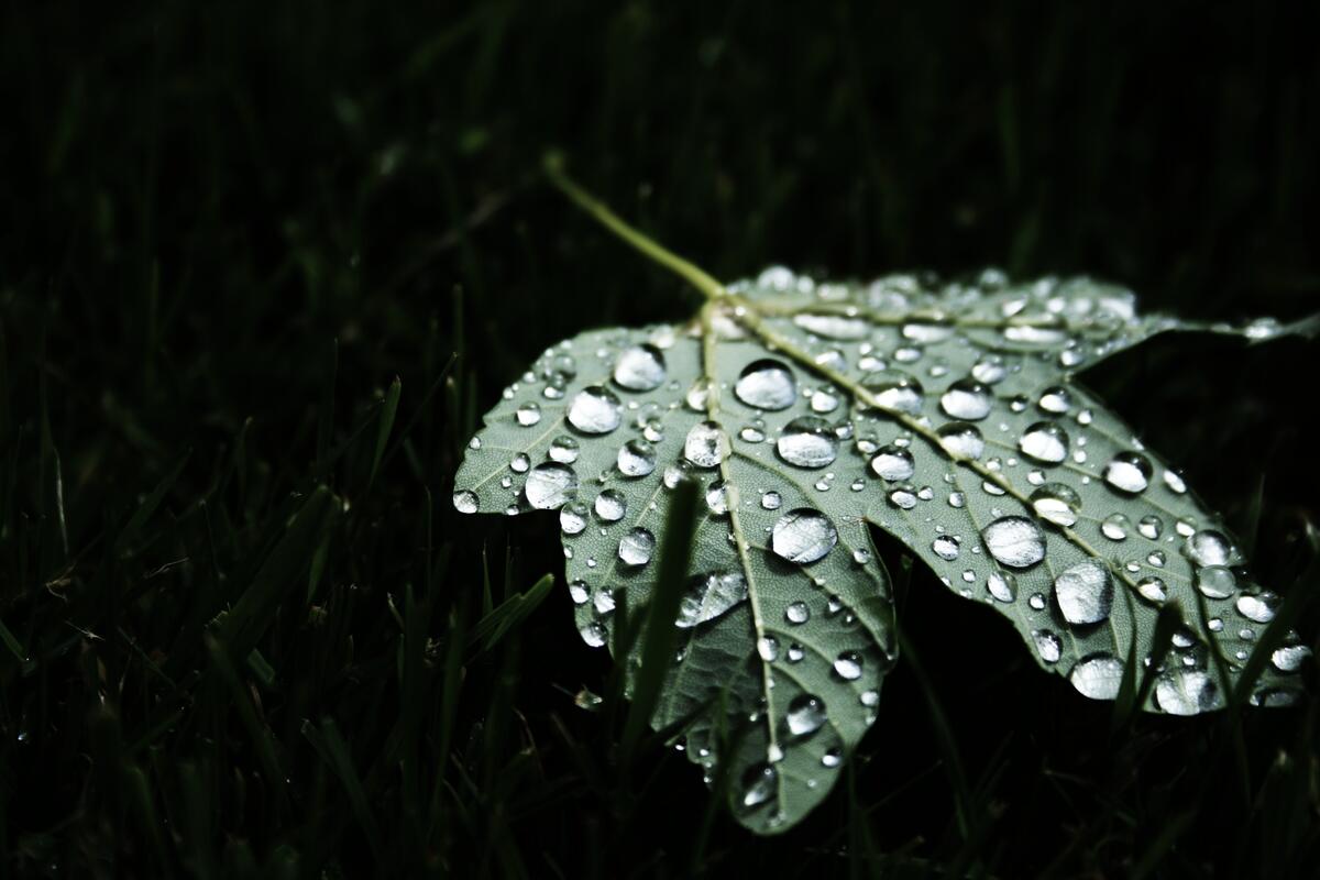 A fallen green leaf in the rain.