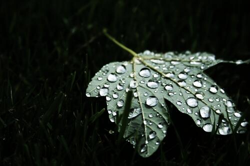 Опавший зеленый листик под дождем