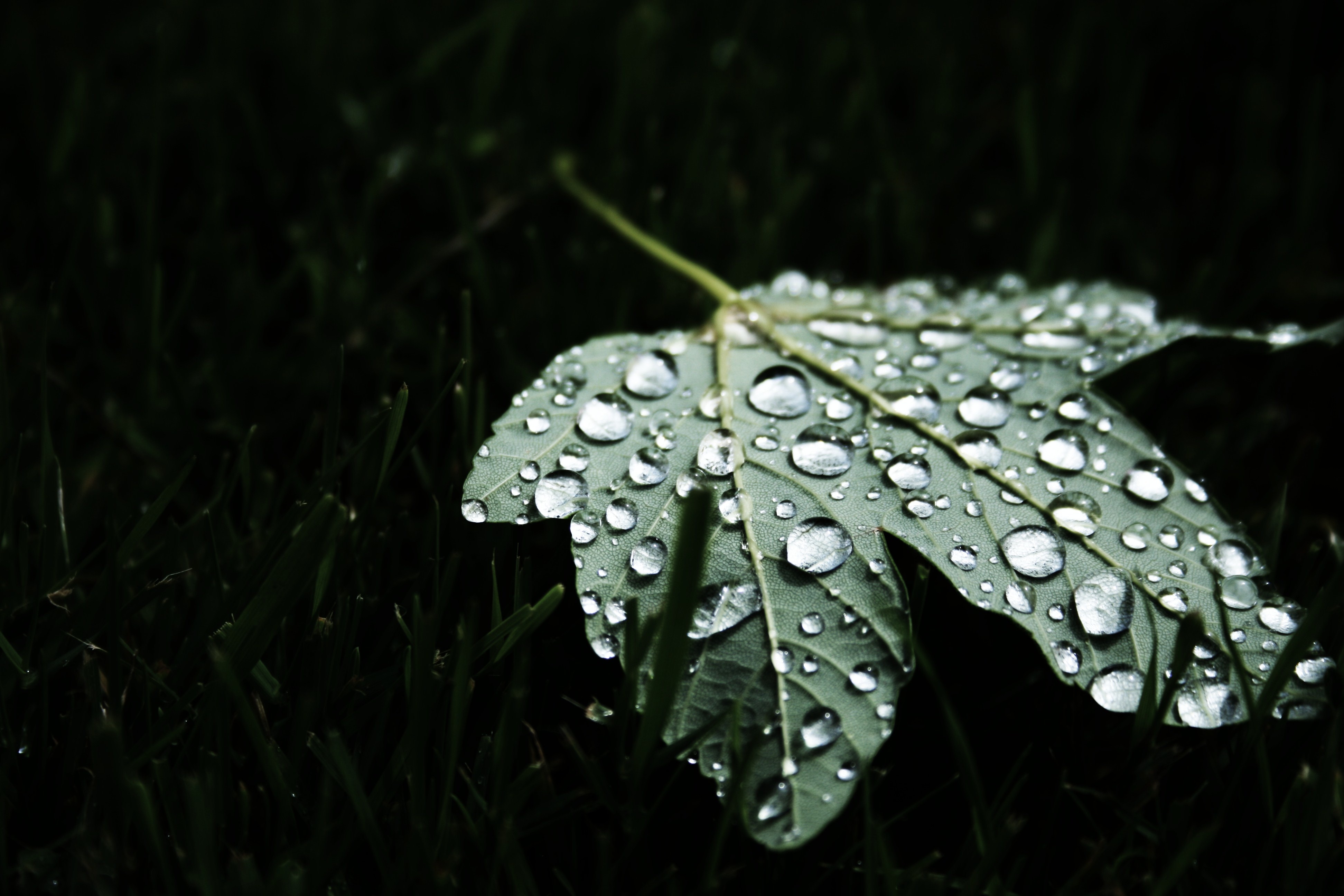 Бесплатное фото Опавший зеленый листик под дождем