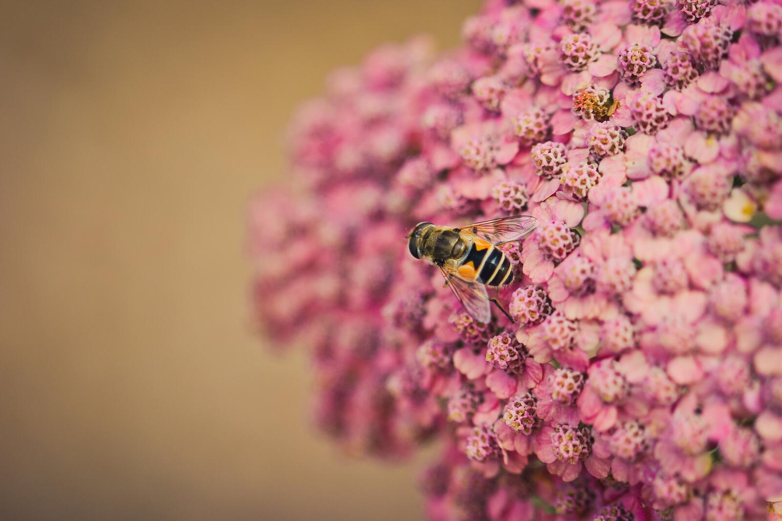 Обои пчела розовые цветы насекомые на рабочий стол