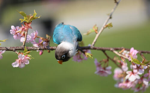 Волнистый попугай с голубыми перьями сидит на ветке с розовыми цветами