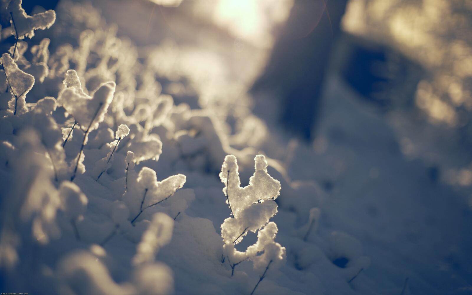 Wallpapers depth of field nature snow on the desktop
