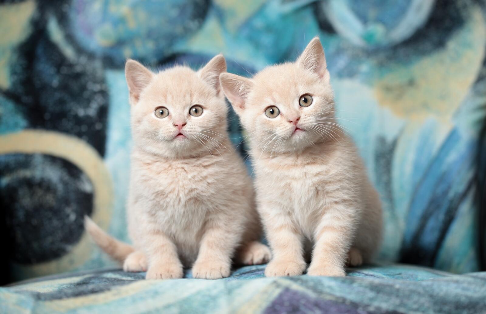 Wallpapers kittens adorable fluffy on the desktop