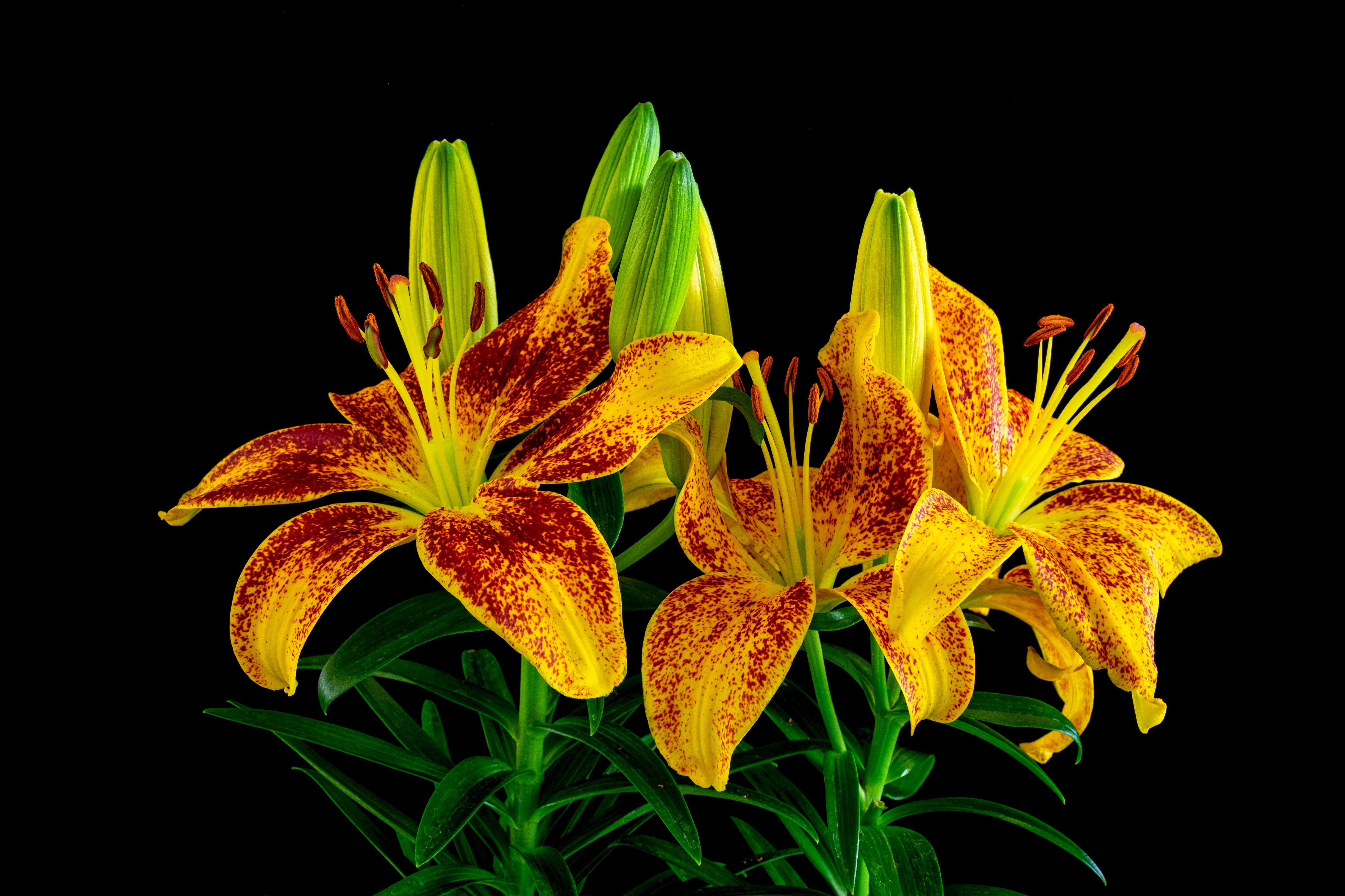 Free photo Two yellow lilies