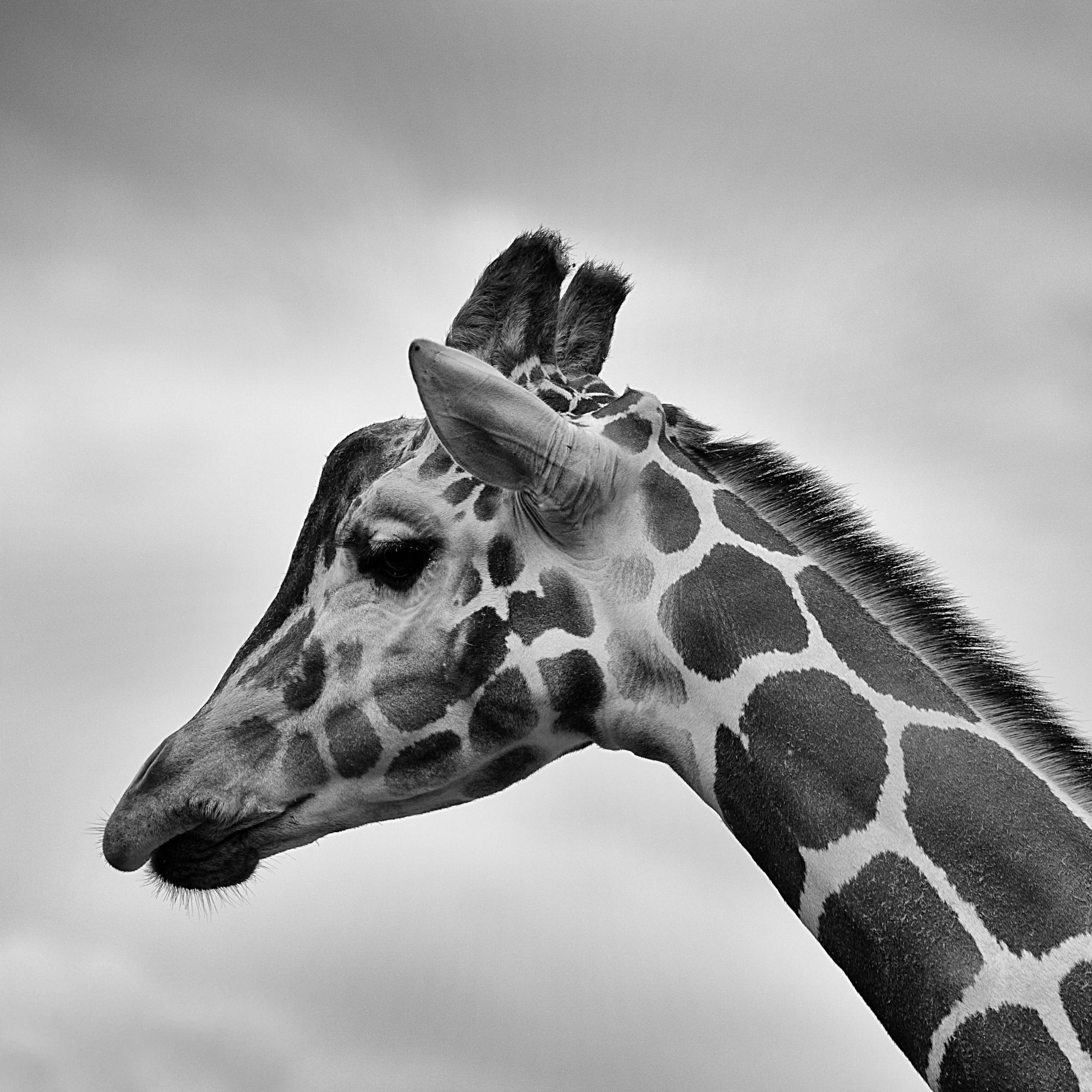 Фото бесплатно giraffidae, черно-белый, бесплатные изображения
