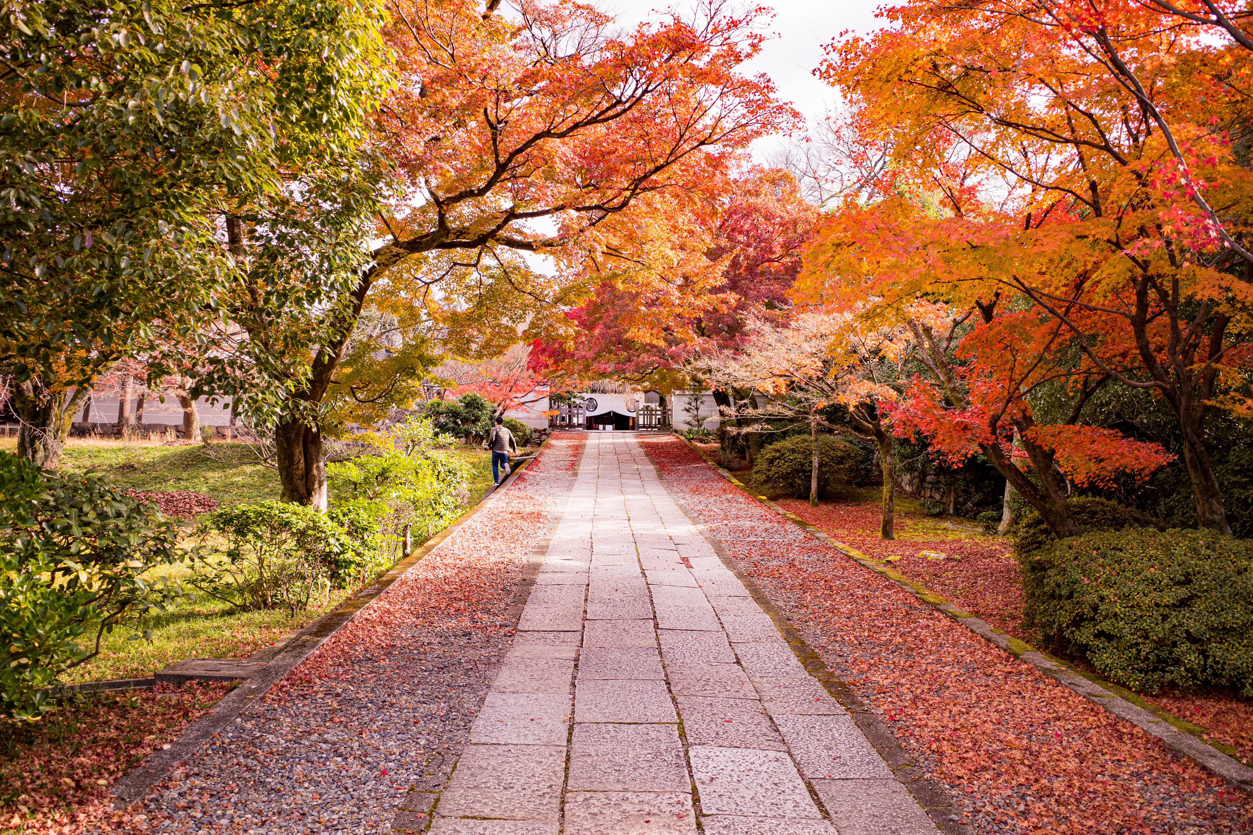 Фото бесплатно кустарники, парки, Япония