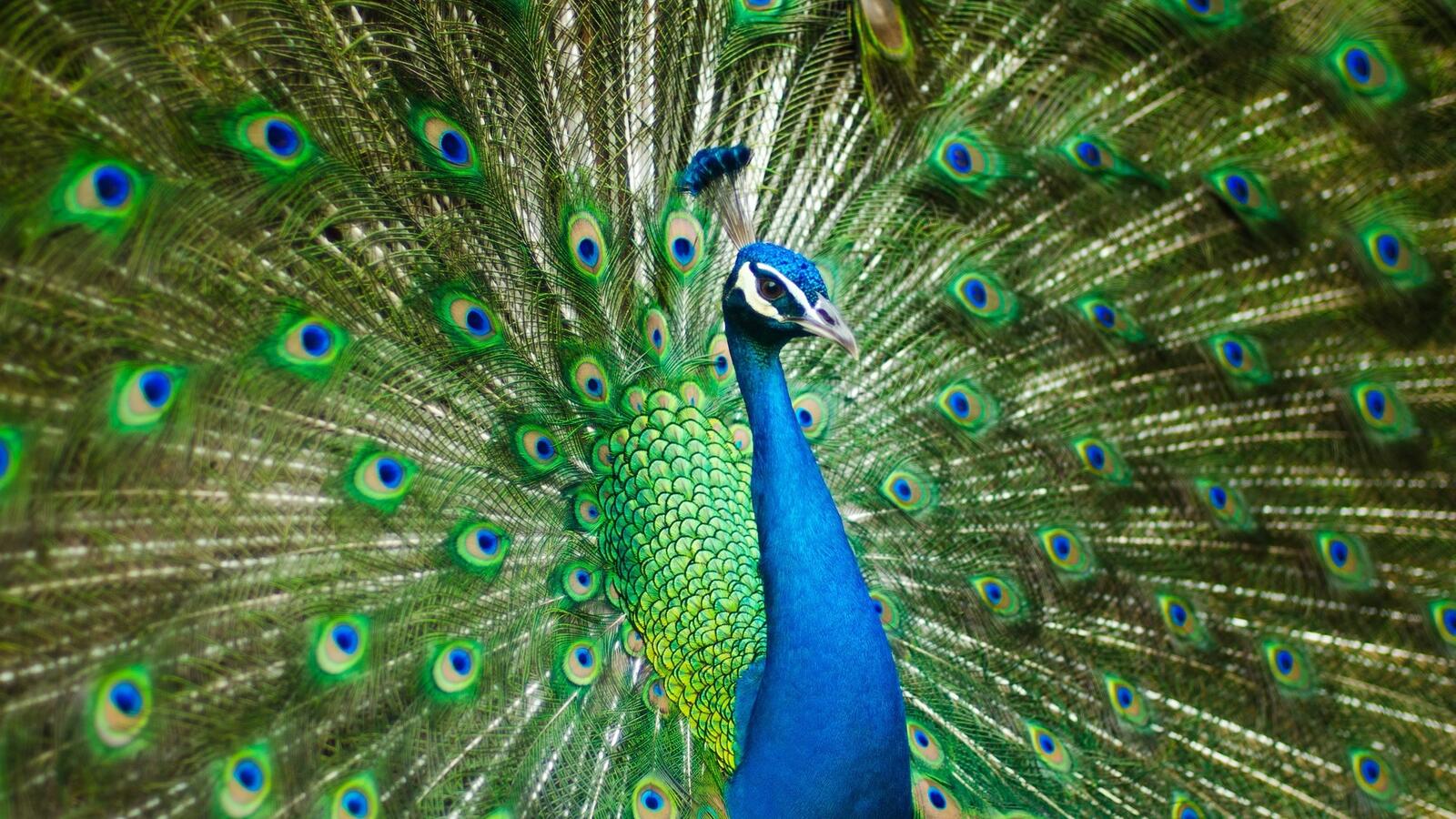 Wallpapers peacock tail majestic on the desktop