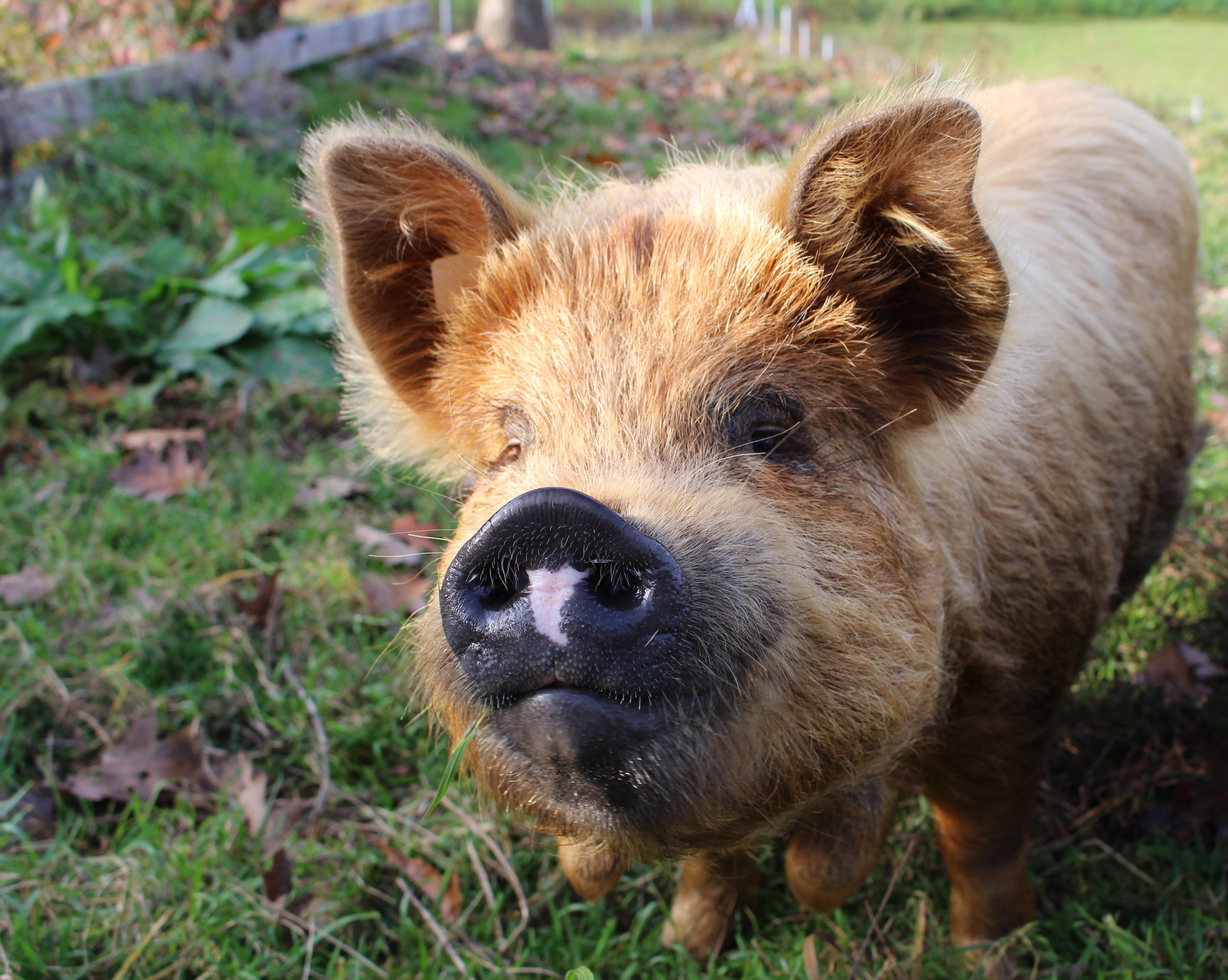 Фото бесплатно свинья, морда, трава