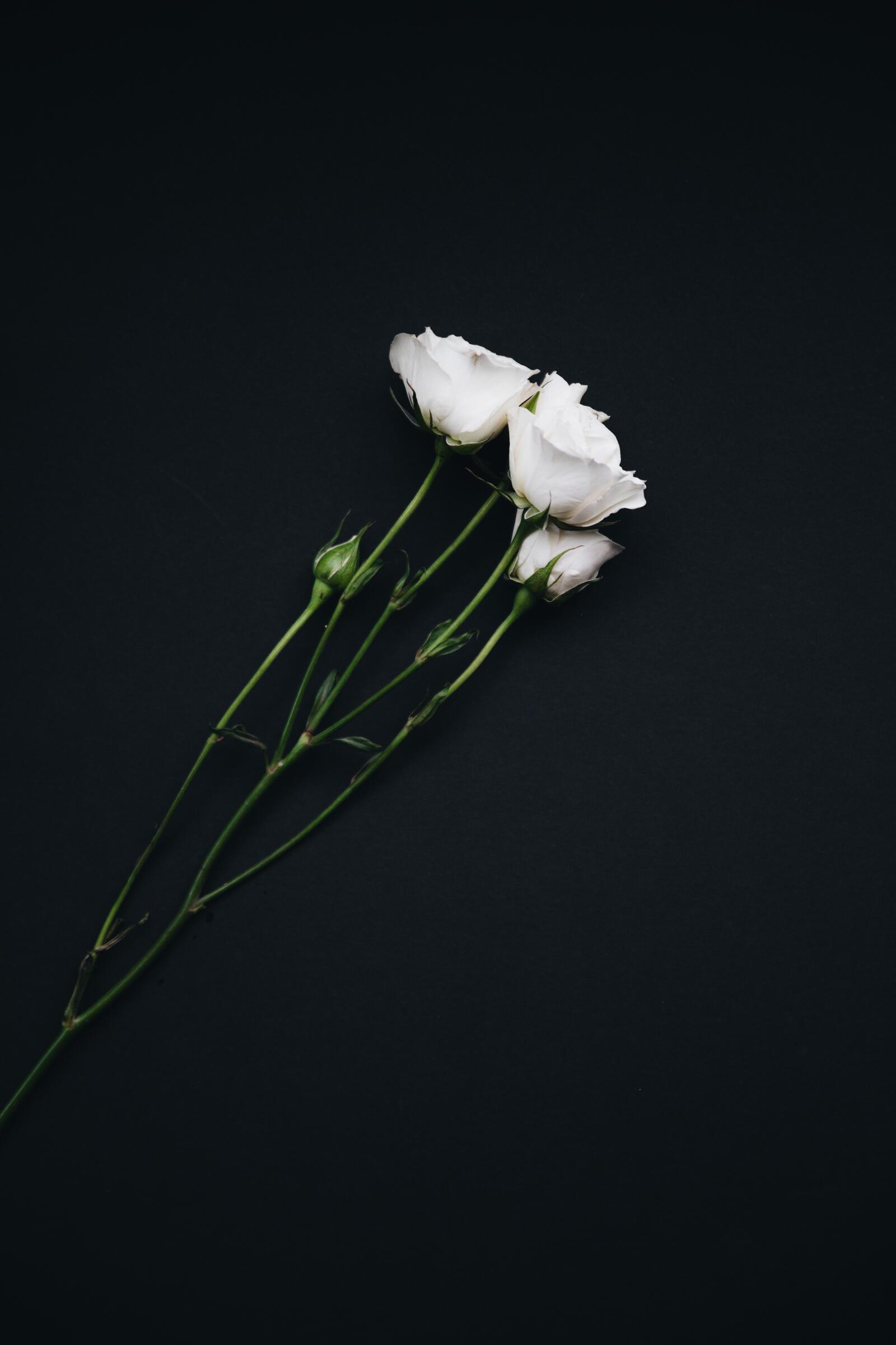 桌面上的壁纸玫瑰 花束 白色
