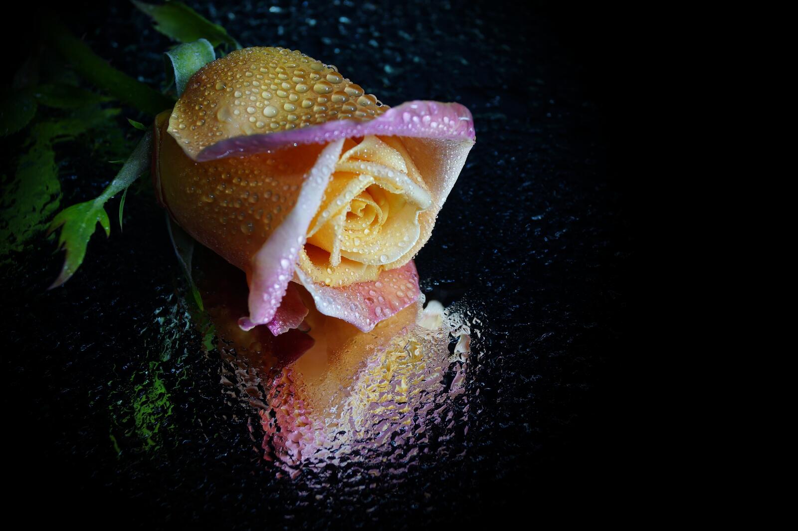 Обои цветок роза капли на рабочий стол