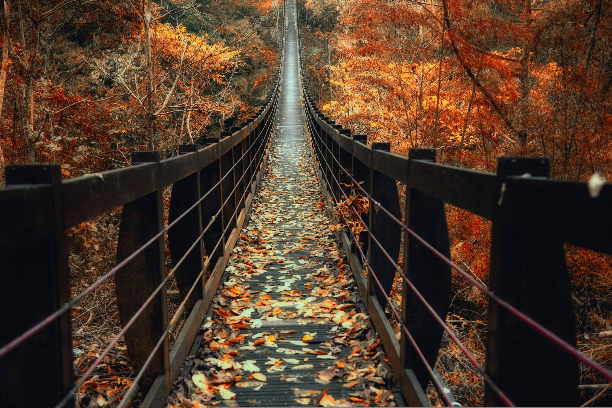 Free photo The bridge is strewn with autumn leaves