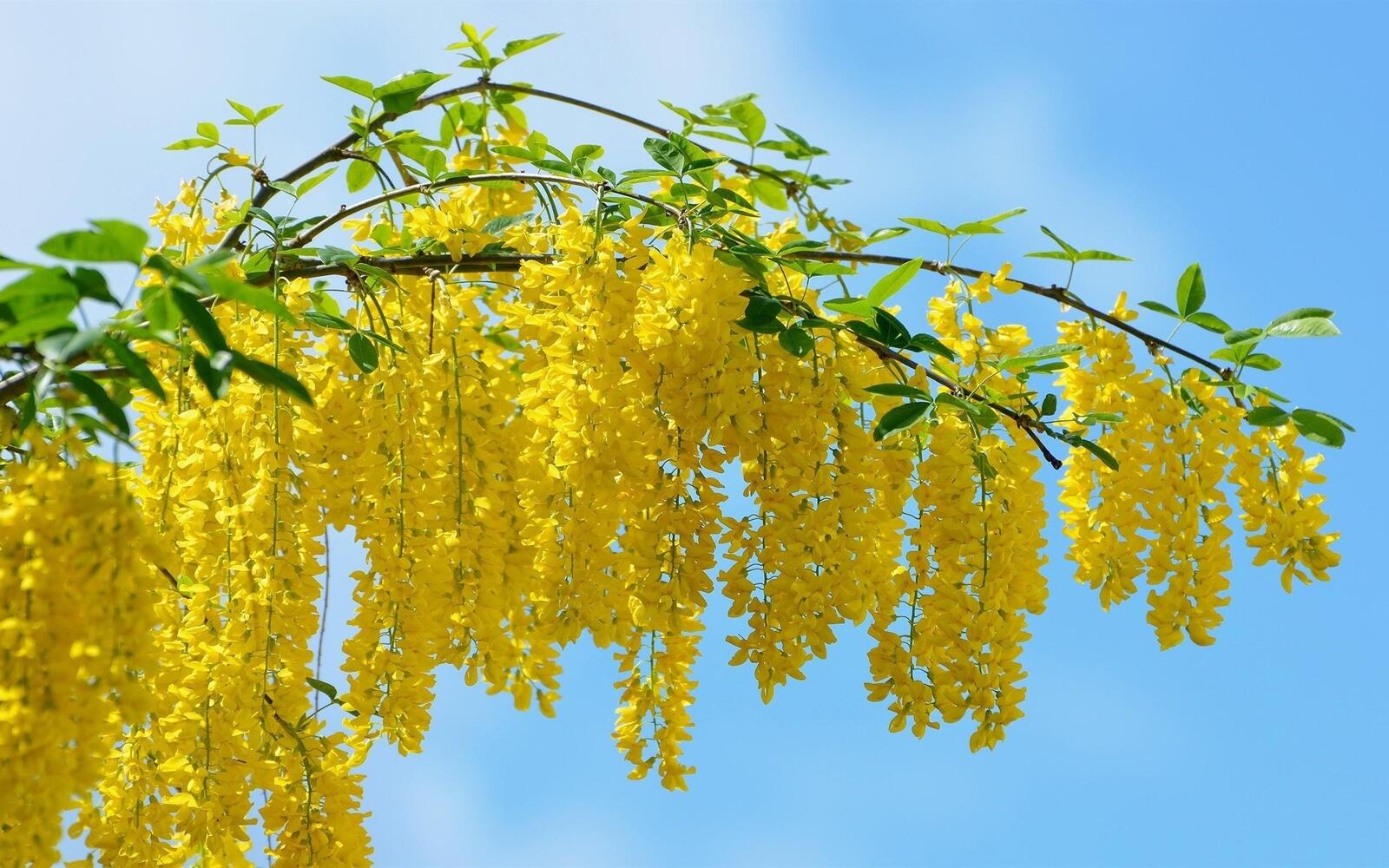 Wallpapers yellow acacia tree summer on the desktop