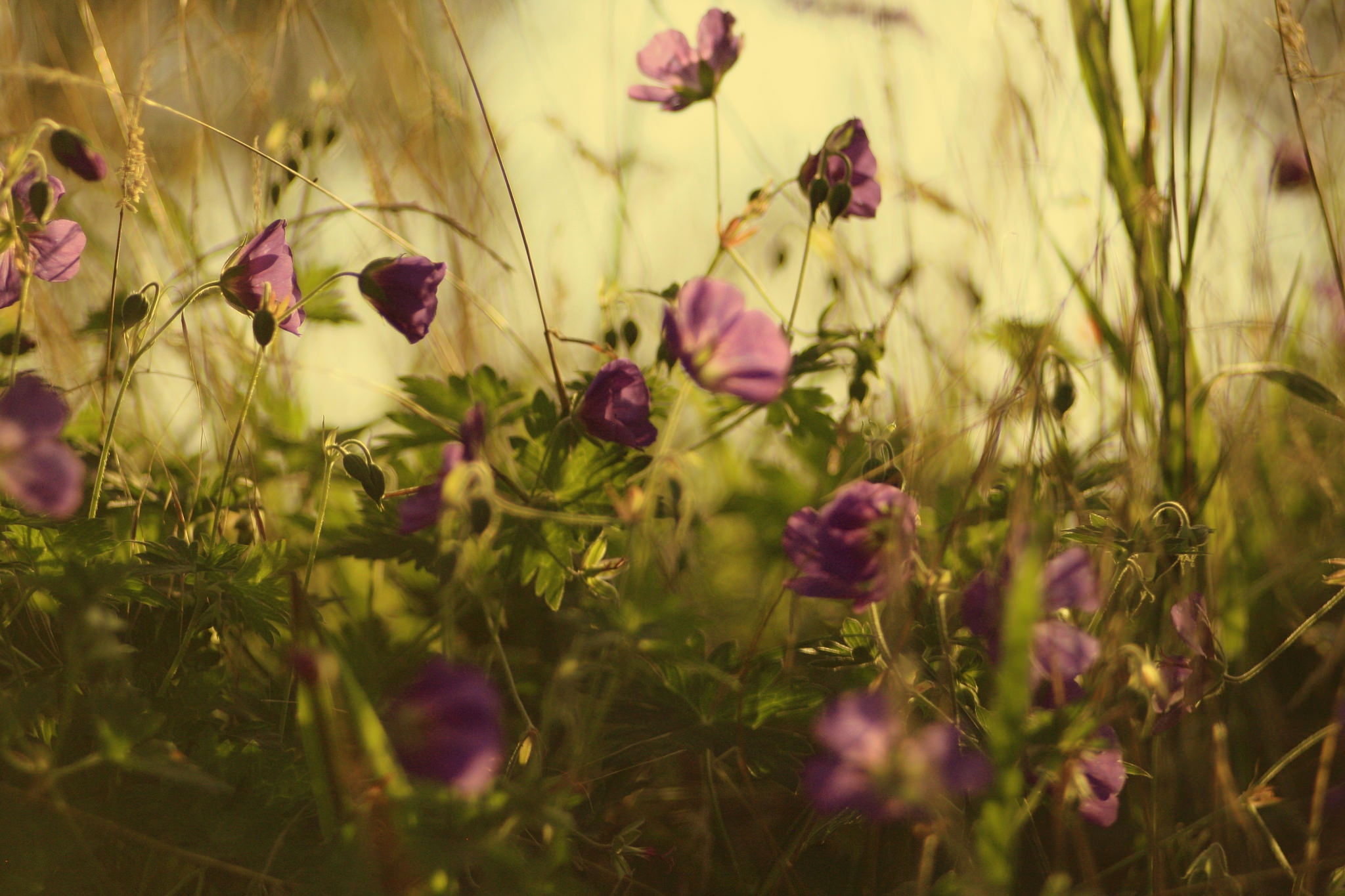 Photo free geranium, violet, plants