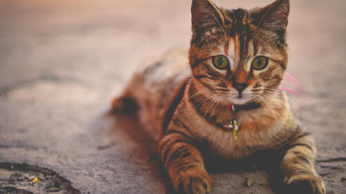 Cute kitty in a collar