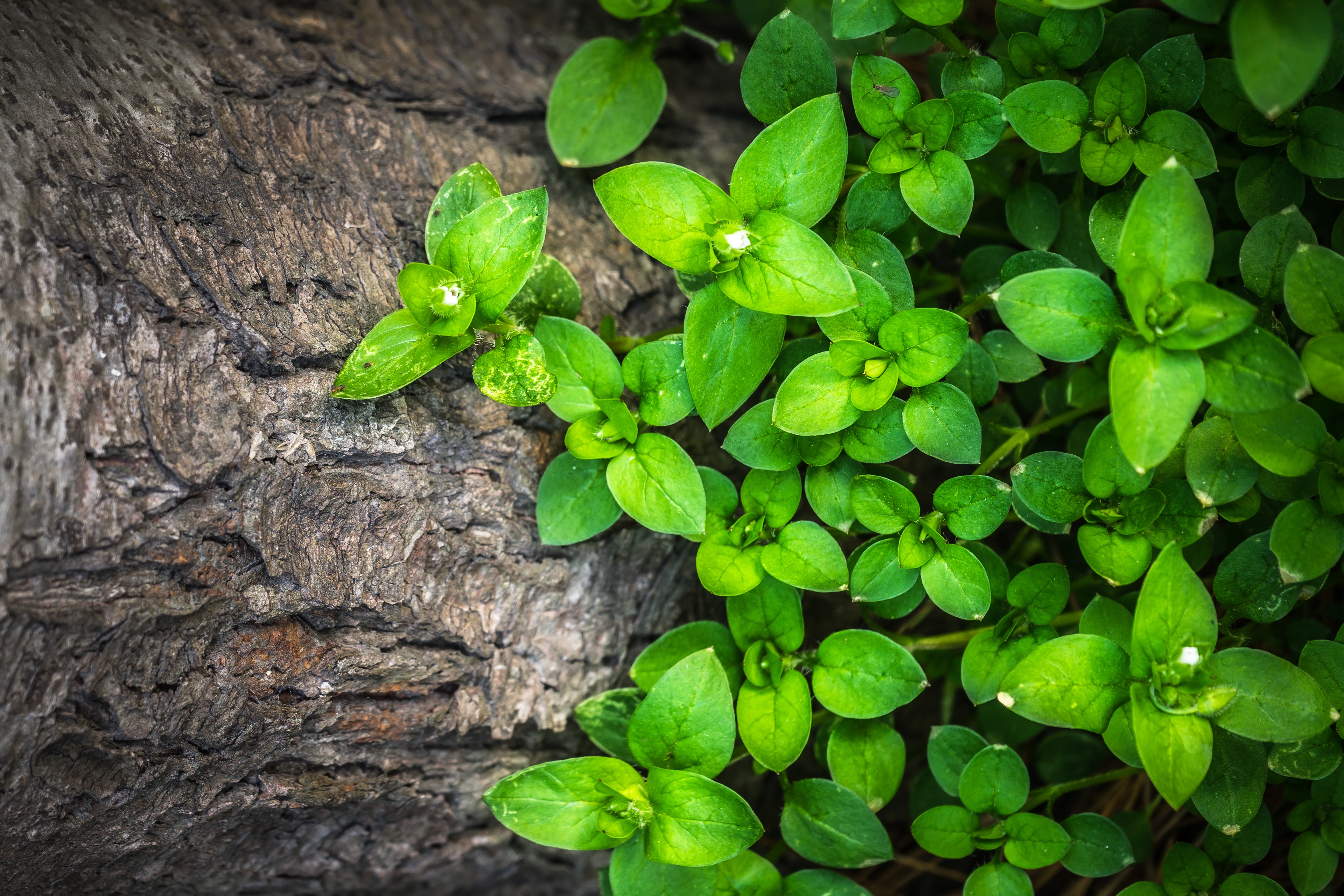 Фото бесплатно зеленые листья, травы, однолетнее растение