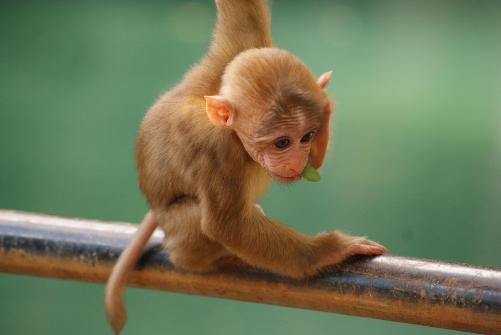 Wallpapers standing funny baby monkey on the desktop