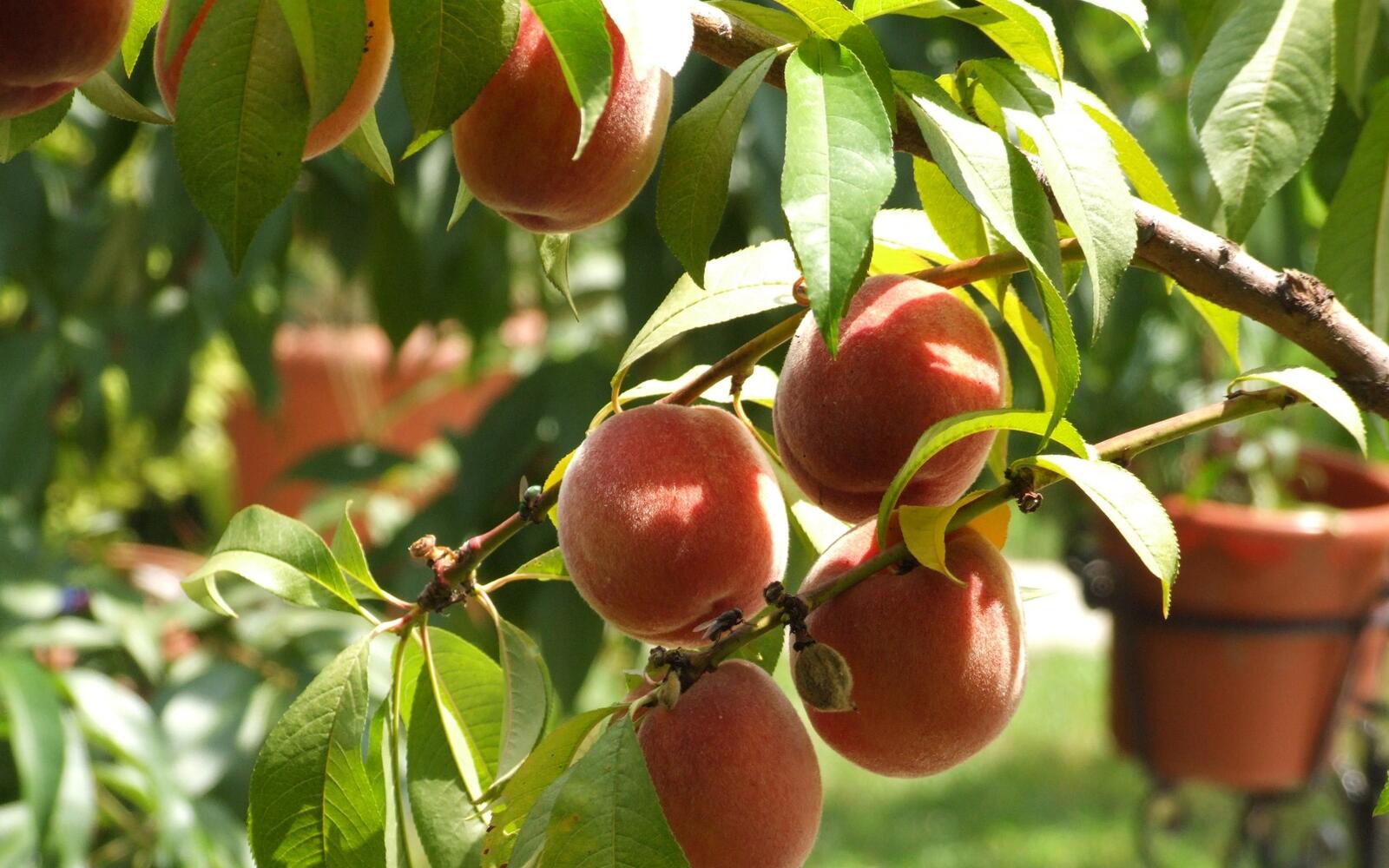 Wallpapers tree fruits wallpaper peaches on the desktop