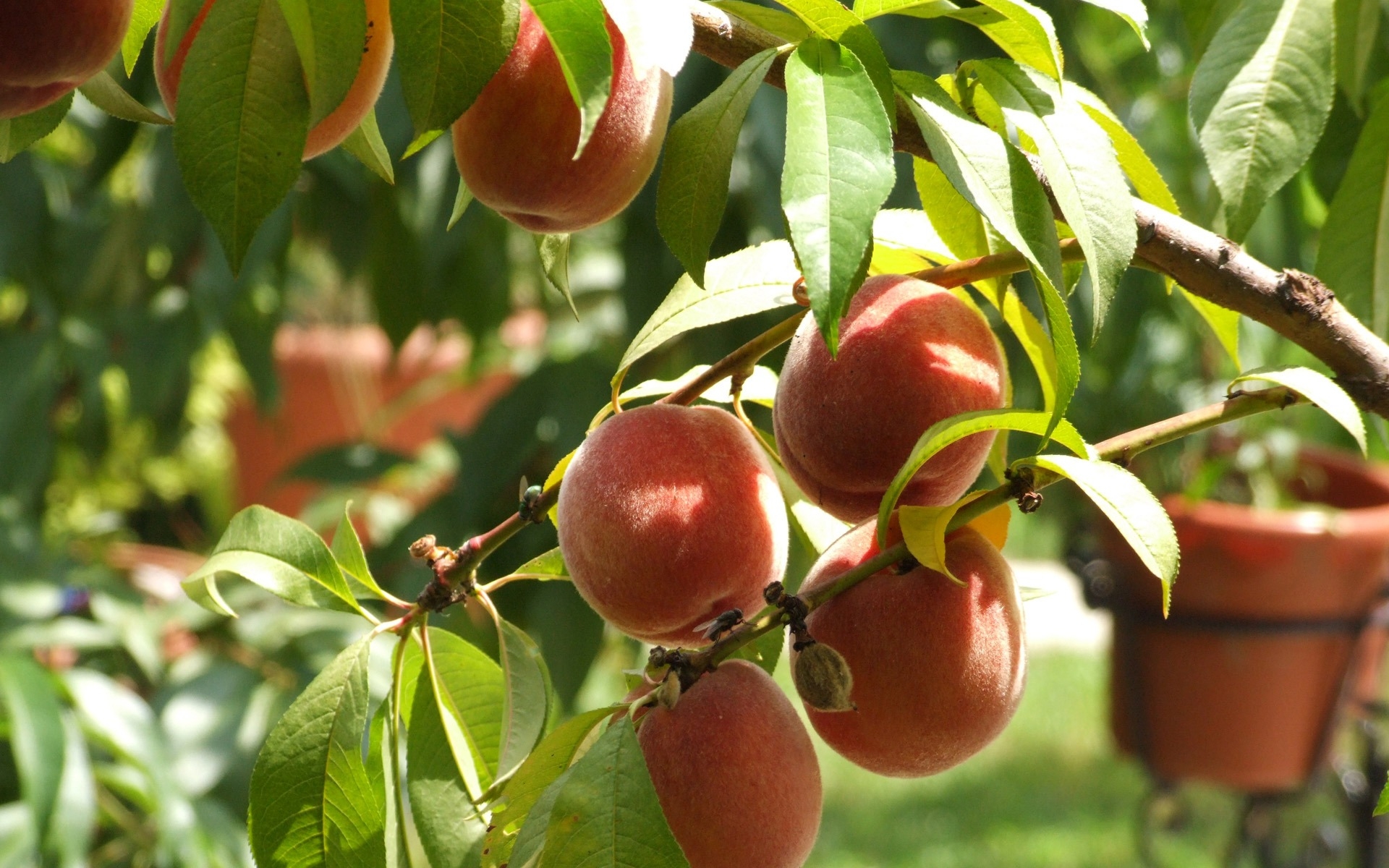 Фото бесплатно дерево, фрукты, обои персики