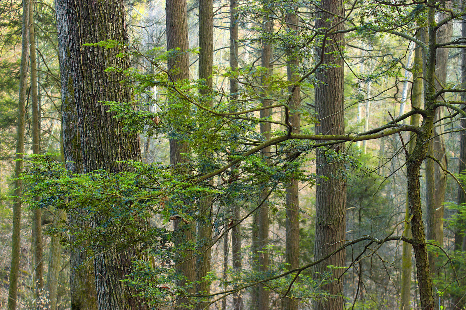 Обои экосистема окружающая природа хвойный лес на рабочий стол