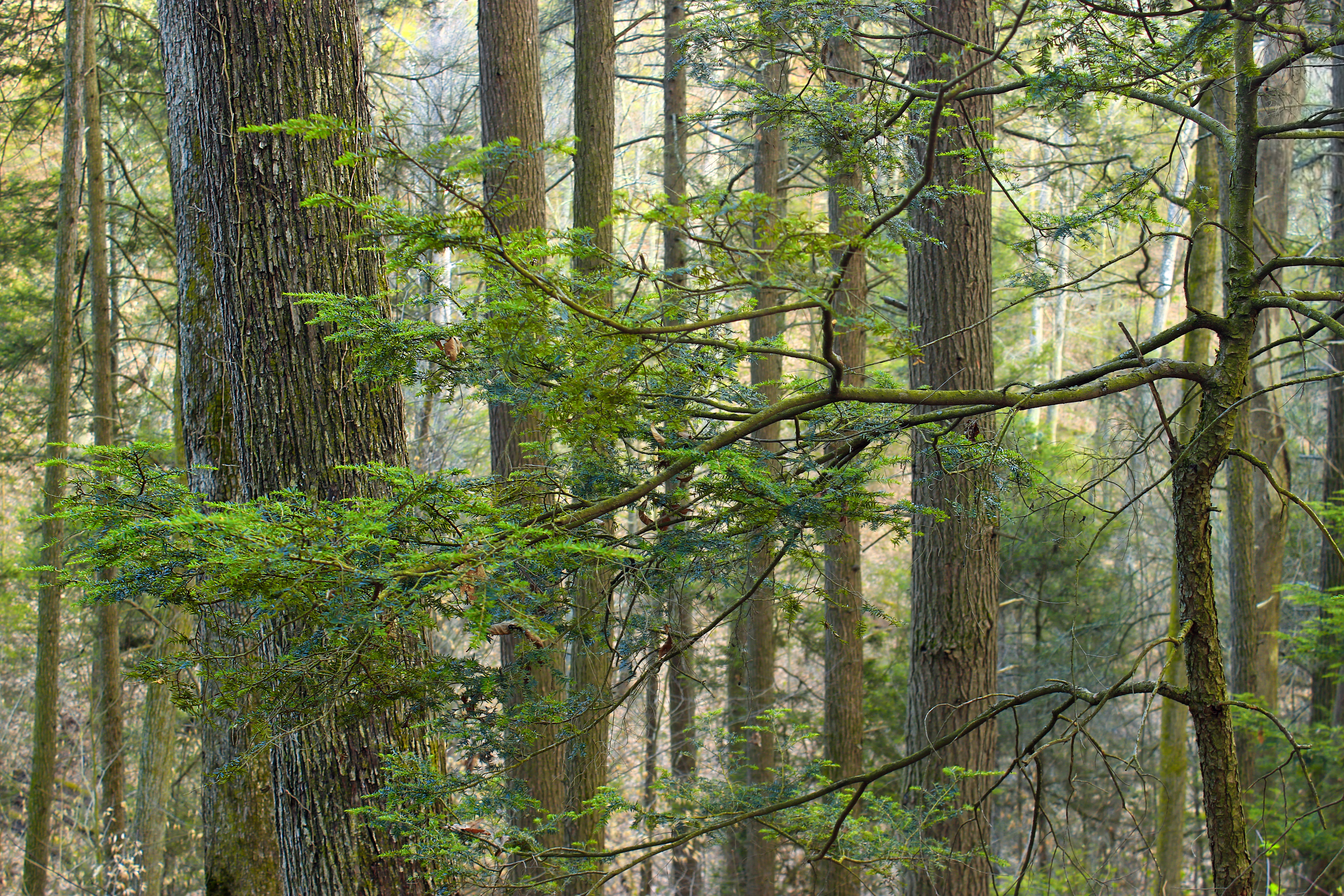 Фото бесплатно экосистема, окружающая природа, хвойный лес