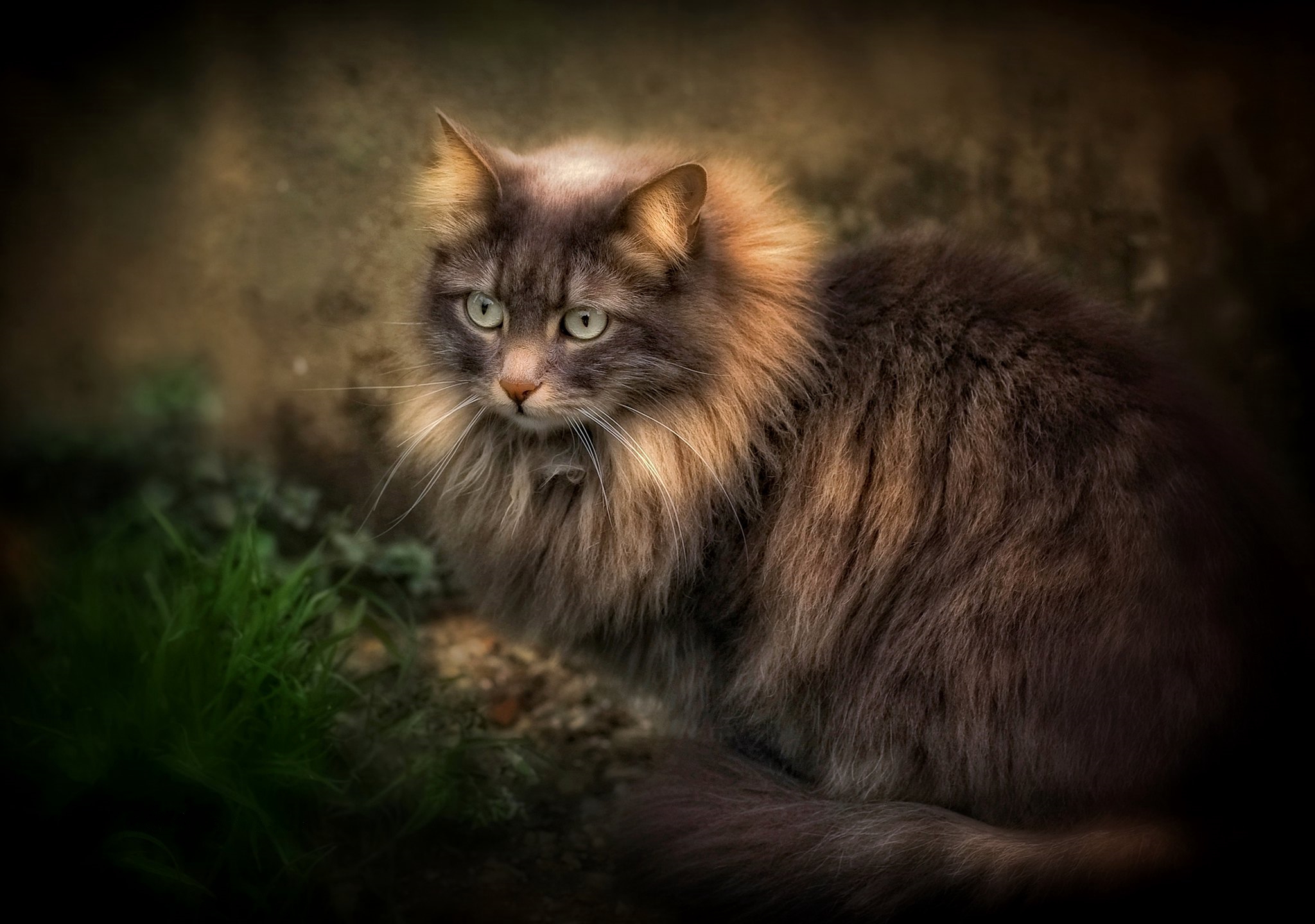Бесплатное фото Пушистая кошка