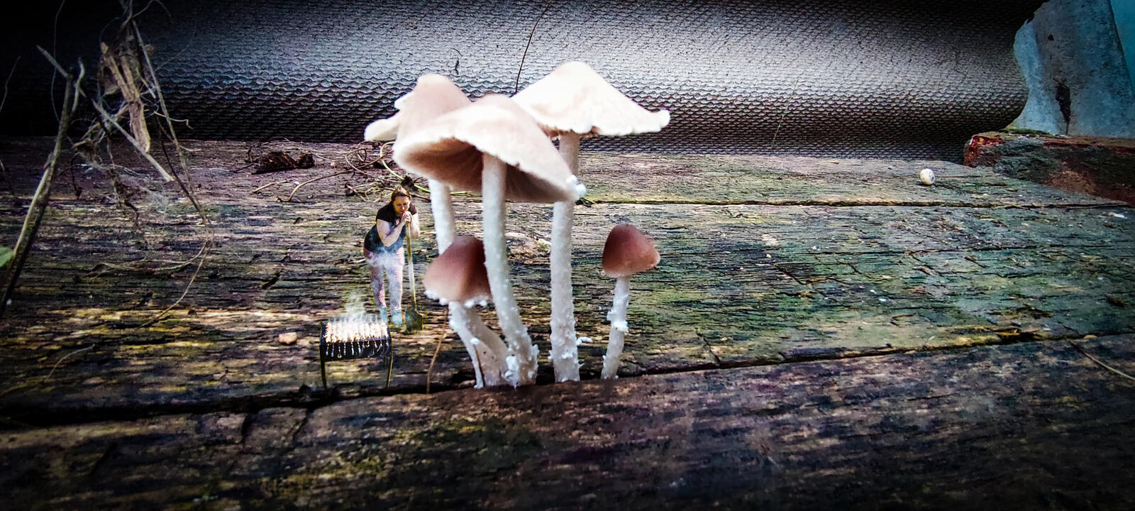 Бесплатное фото Сказочные грибы,фентази,шашлычок,сказка