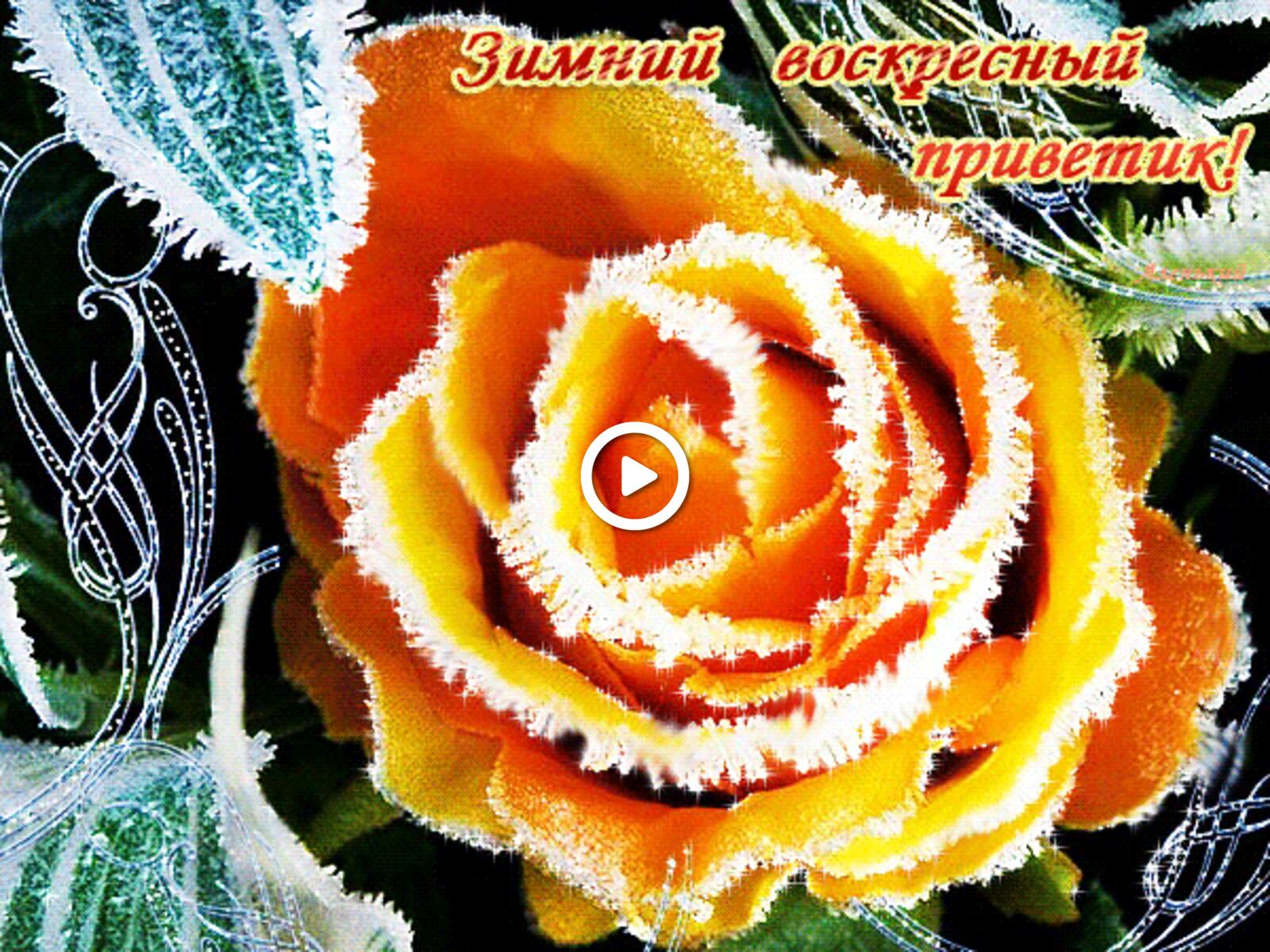 Открытка на тему роза прекрасного зимнего воскресенья цветы бесплатно