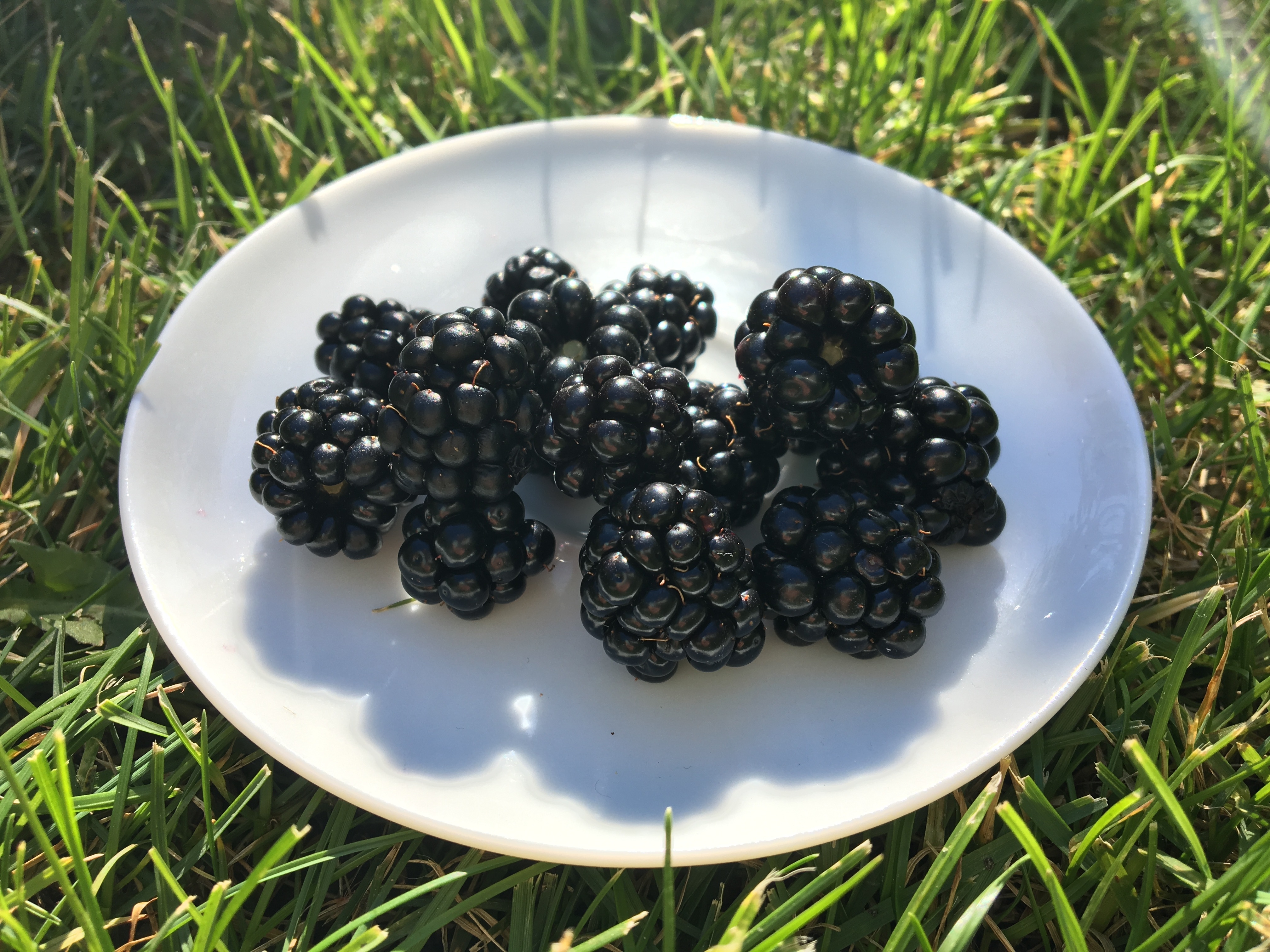 桌面上的壁纸黑莓 草地 水果