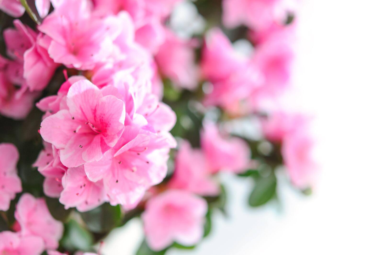 桌面上的壁纸花束 粉红的花朵 小花