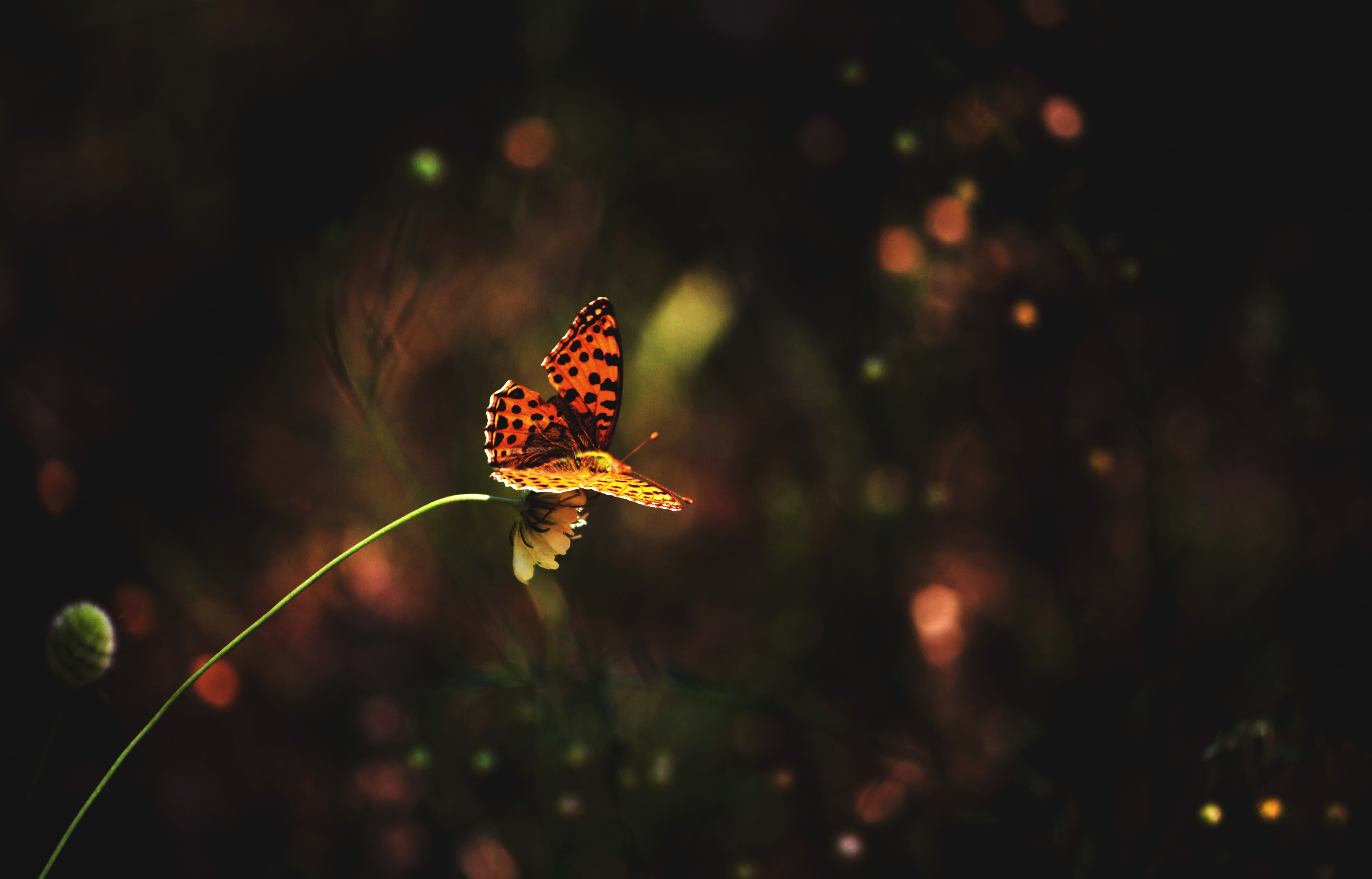 Фото бесплатно обои бабочка, насекомые, размытый фон