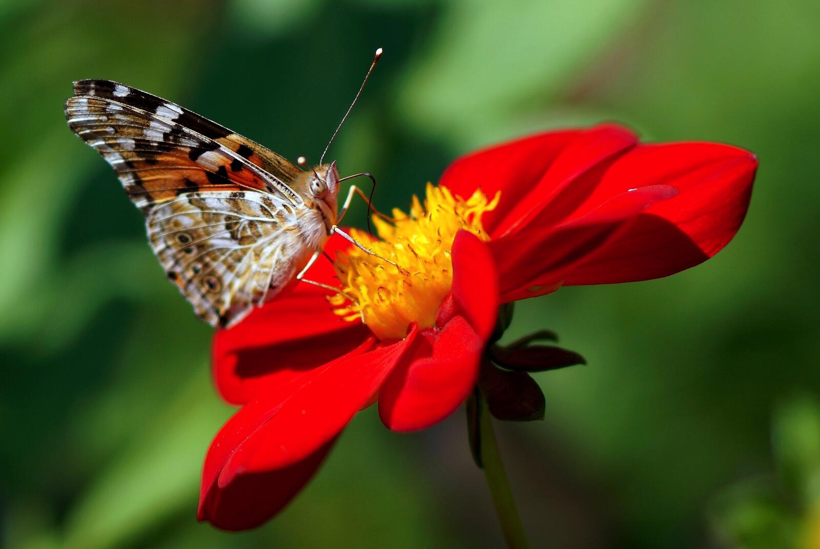 Wallpapers wallpaper butterfly insects red dahlia flower on the desktop